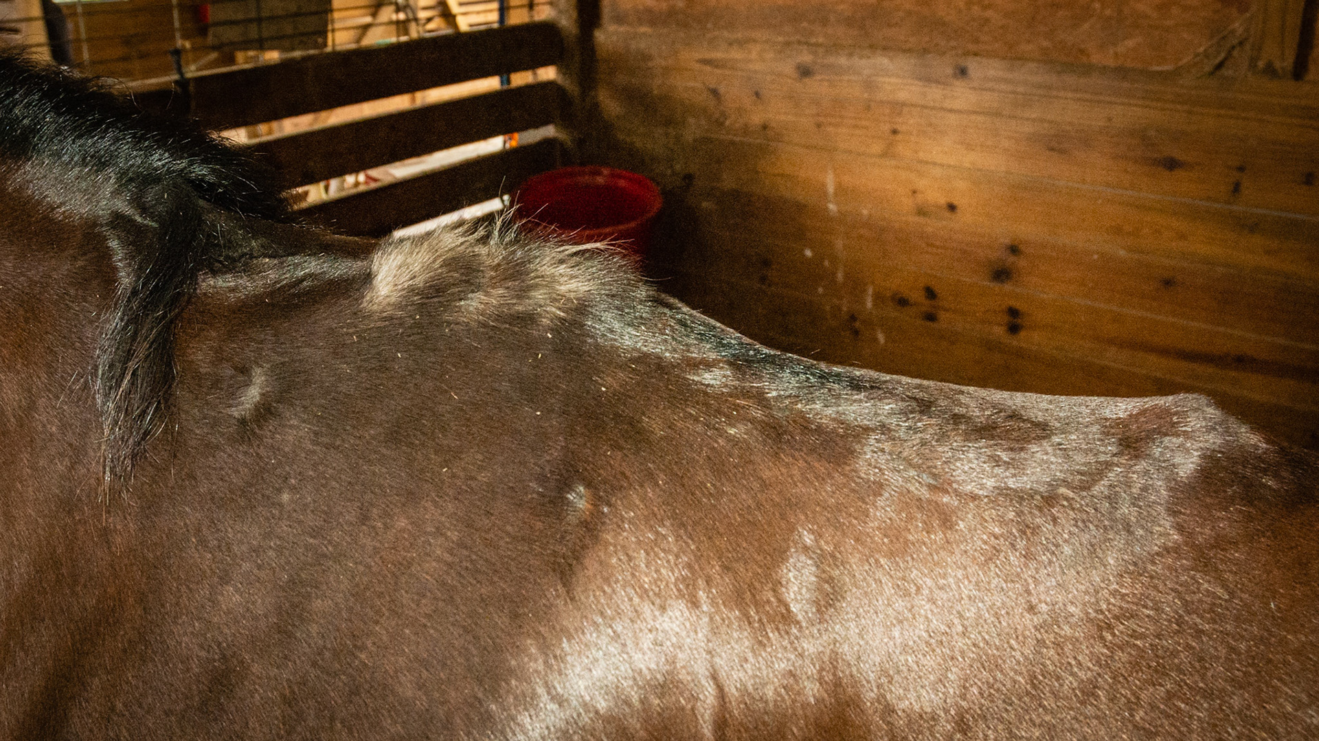 Infected withers as a yearling, now a 12 yr old, dorsal processes abscent at withers.