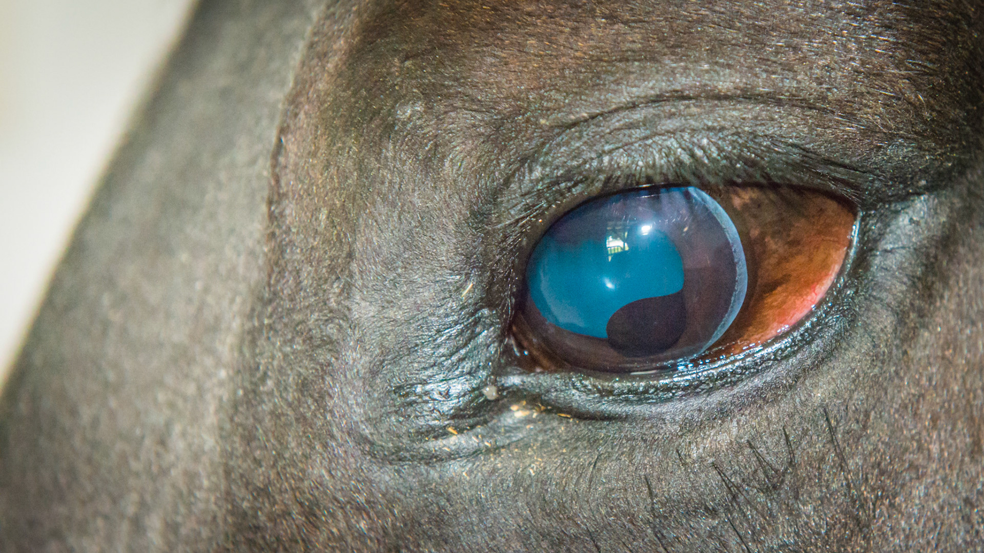 Corpora nigra on the lower (ventral) margin of the iris.  Rare but OK.  Note the more normal looking corpor nigra on the upper (dorsal) margin of the iris. This enlargement is said to exist to provide shade to the retina when grazing like the bill of a baseball hat.