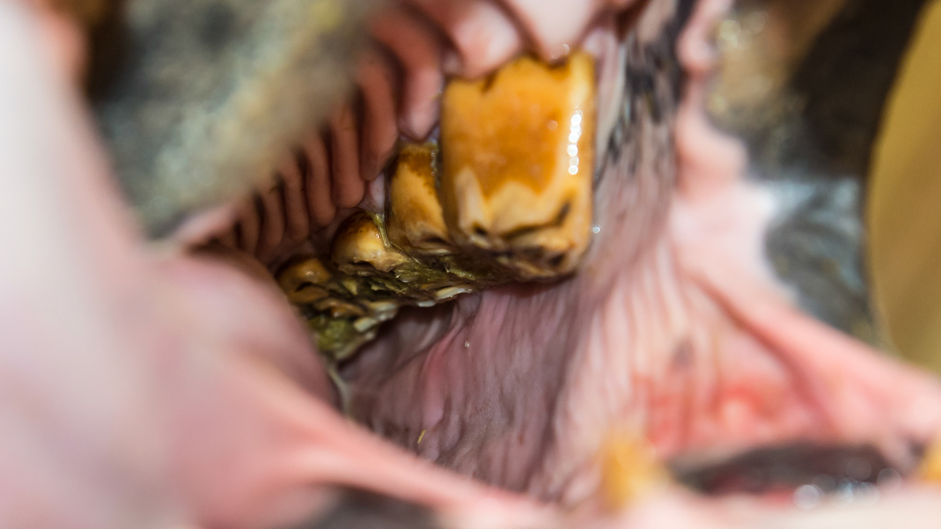 This 17 year old warmblood gelding has an over-erupted 206 and 207 with 306 at gum level.