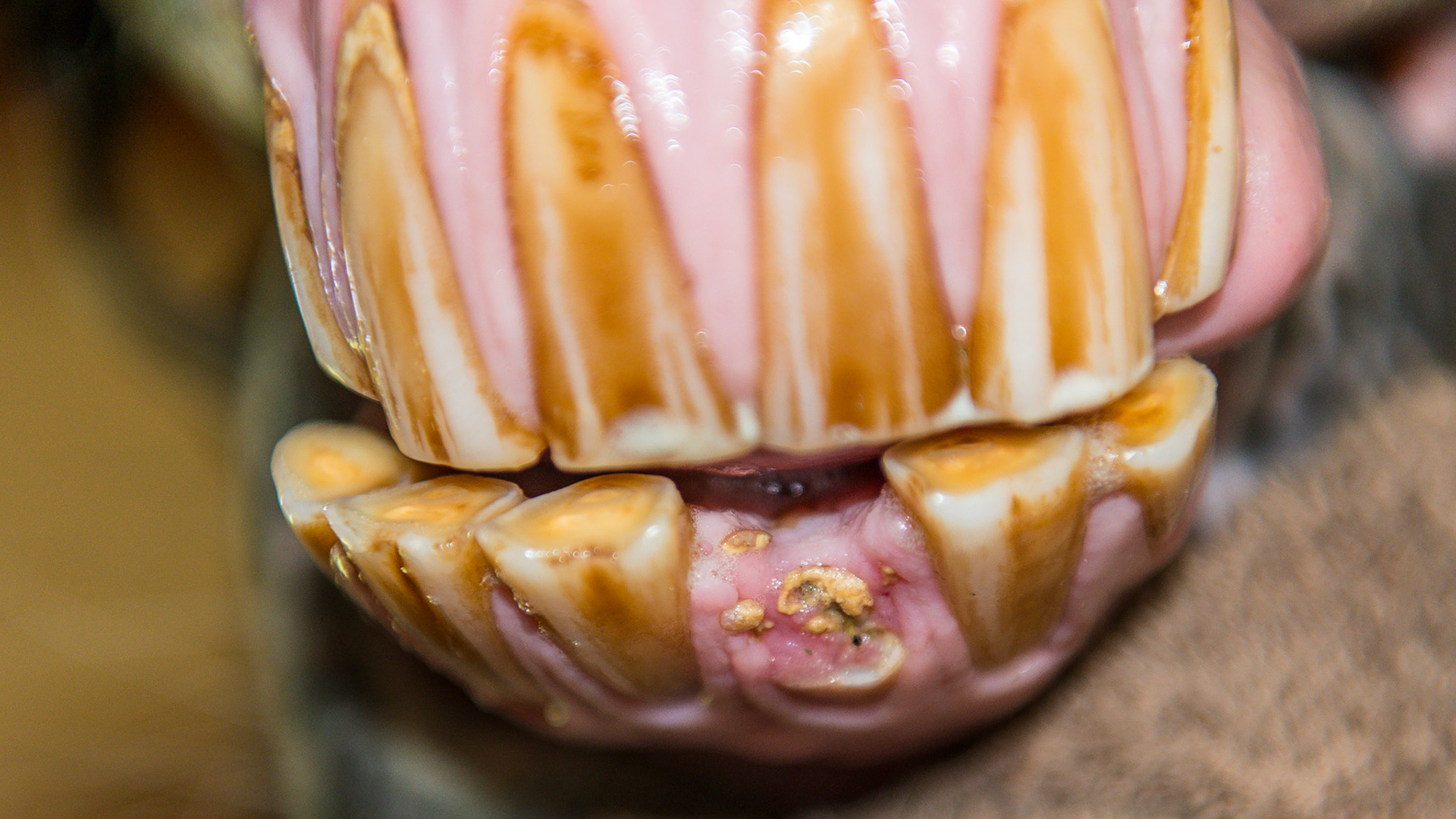 EOTRH horse 17 - #301 coronal fracture due to EOTRH with tooth fragments remaining.