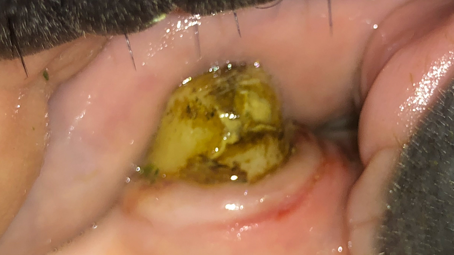 The ridge of gum around the base of this canine is an indicator that EOTRH is mildly affecting this tooth.