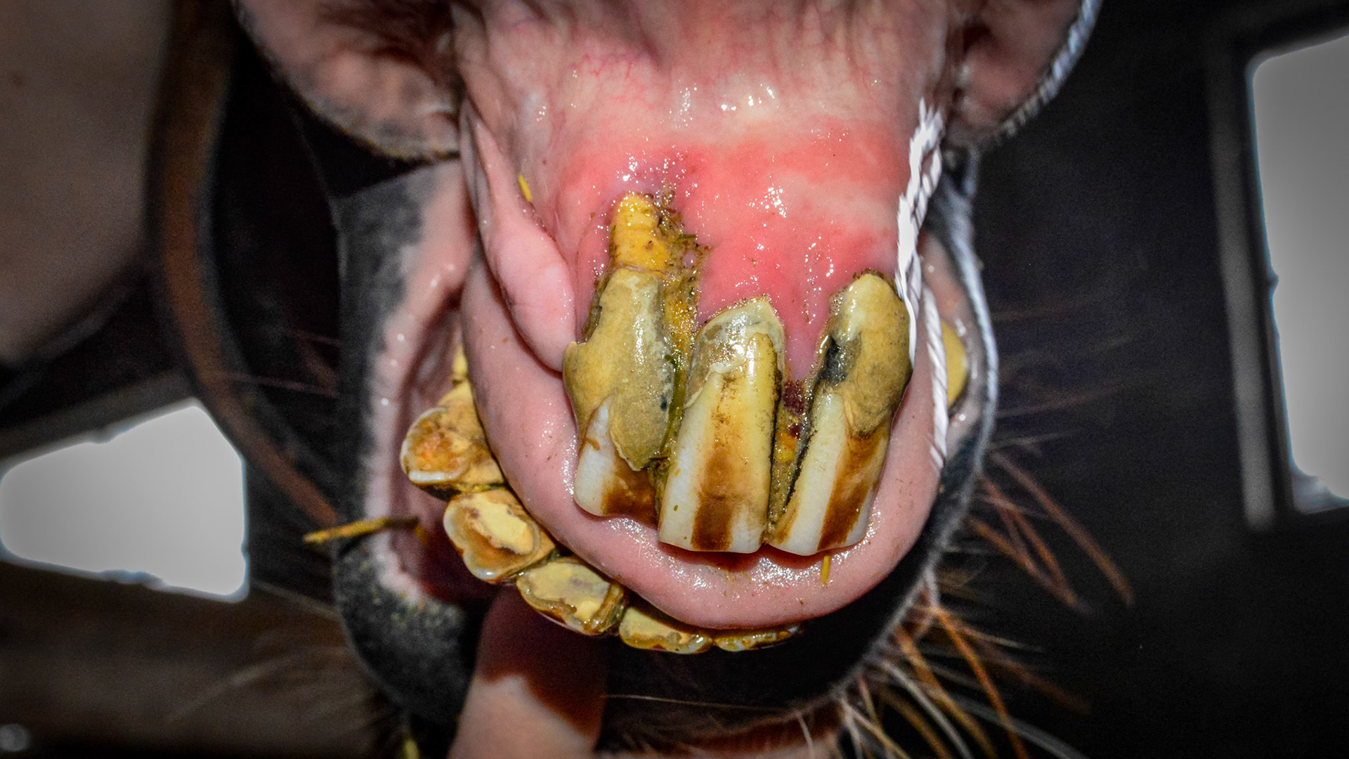 ETORH horse 5 - with loose, painful, &amp; necrotic incisors. Excessive tartar due to tongue not moving over the painful teeth.
