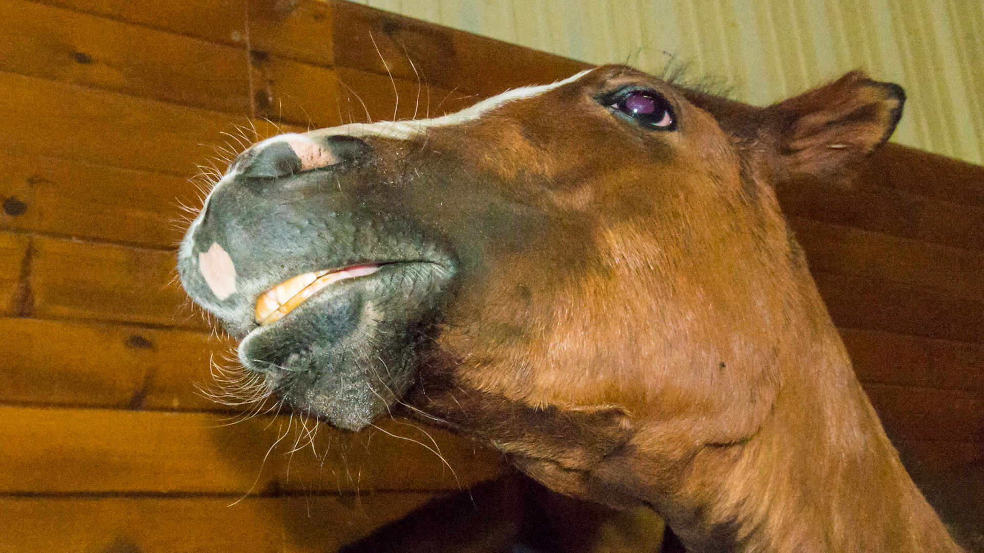 Flehmen lip curl is normal in a foal being scratched.