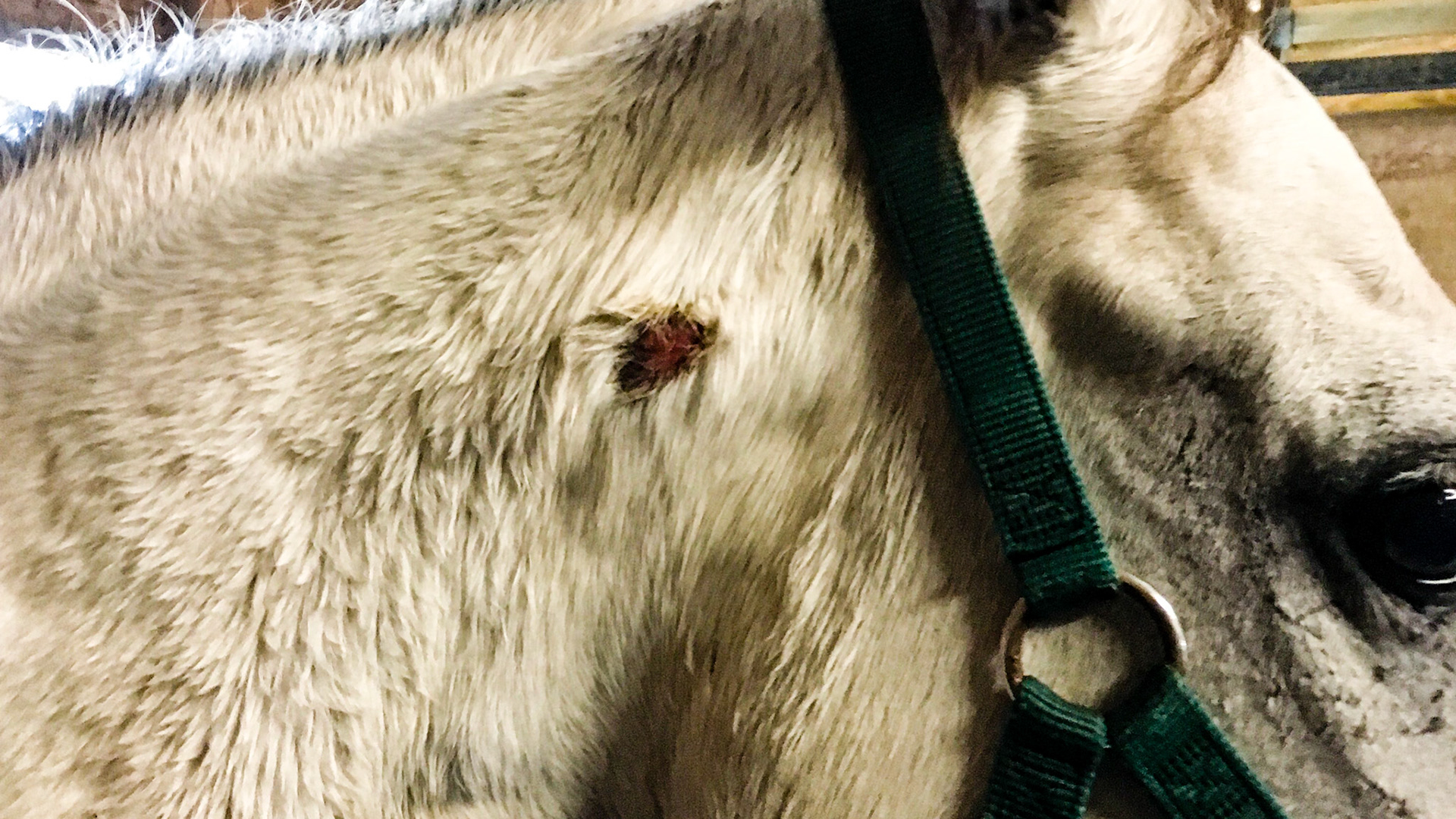 The cribbing collar on this horse was so tight that it was hard to remove.  These were painful.  There is edema on her left side caudal to the sore which was larger 15 minutes earlier when the collar was removed.
