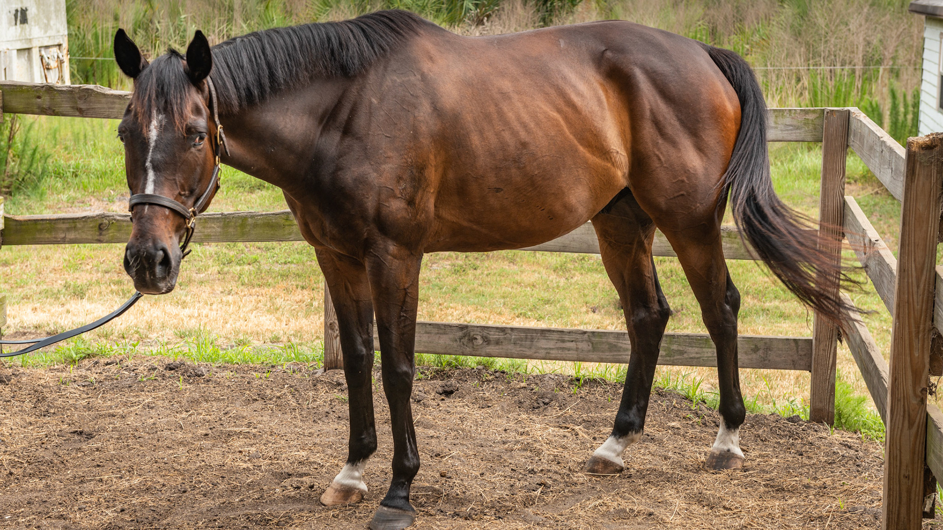 Grandson of Fusaichi Pegasus