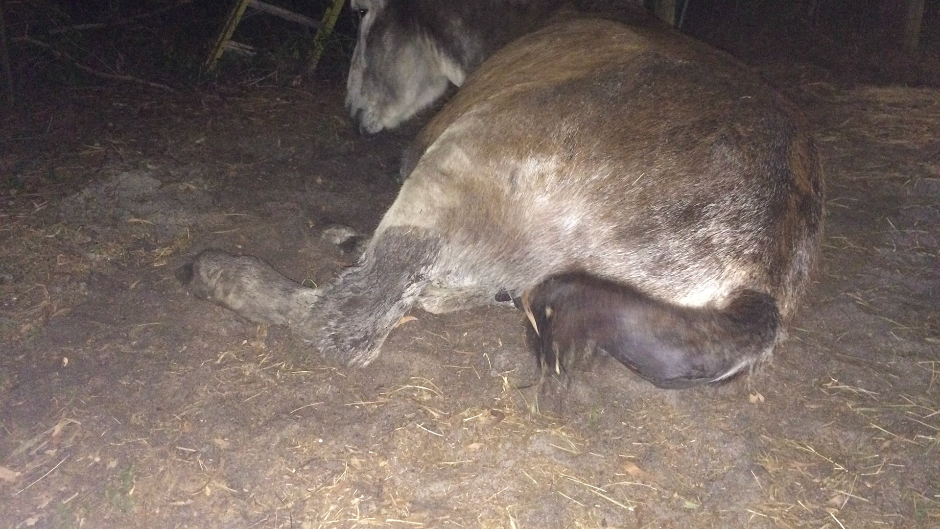 4/29 - Donkey birth - The foal is starting to bulge out of the birth canal.