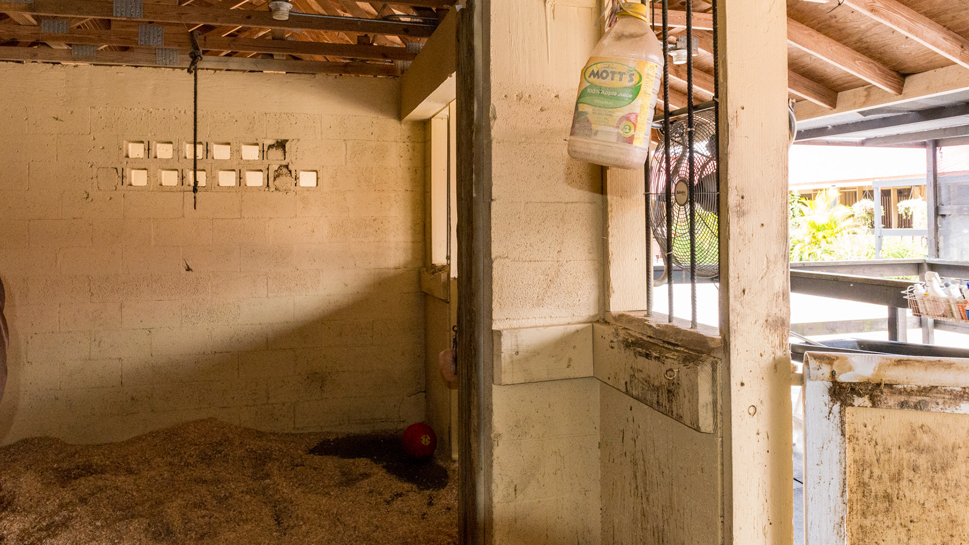 Horse A - The stall is double in size over a normal stall. There are "toys" hung from the rafters to help occupy his mind.