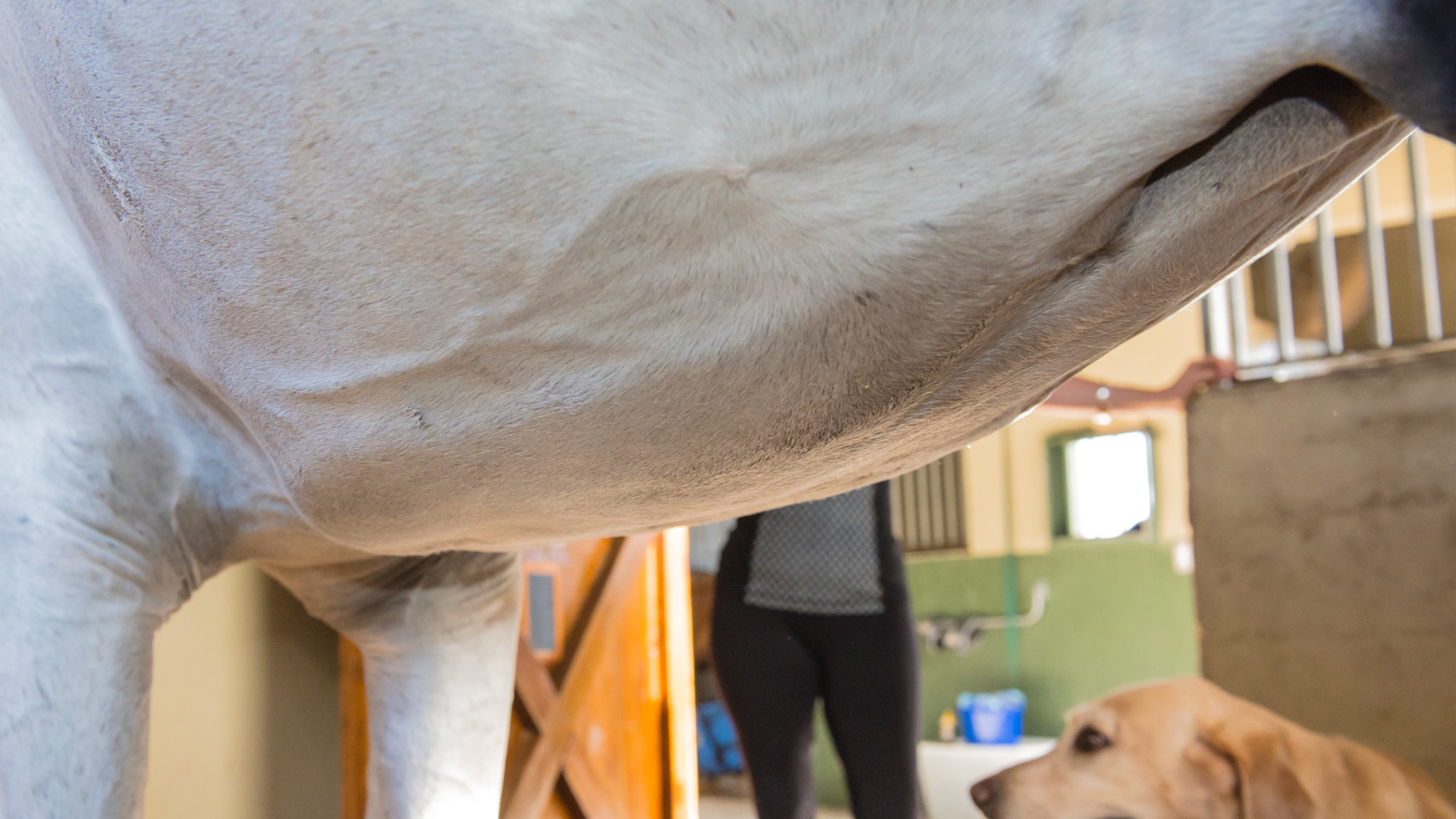 A plaque of pitting ventral edema caused by purpura hemorrhagica secondary to a strangles vaccination several years ago.  Purpura hemorrhagica is a blood disorder that can cause petechiae (small red spots seen under the upper lip and gums) in the early onset followed by swelling (edema) of the head and limbs. In this case the edema settled in the abdomen and thorax.I did my senior seminar at vet school on immune mediated membranoproliferative glomerulonephritis secondary to strangles in a horse that first developed purpura hemorrhagica with petechiae and edema of the head while grazing. The head swelling disappeared in the stall when the hay was place high but then the edema followed gravity to this location and the limbs.