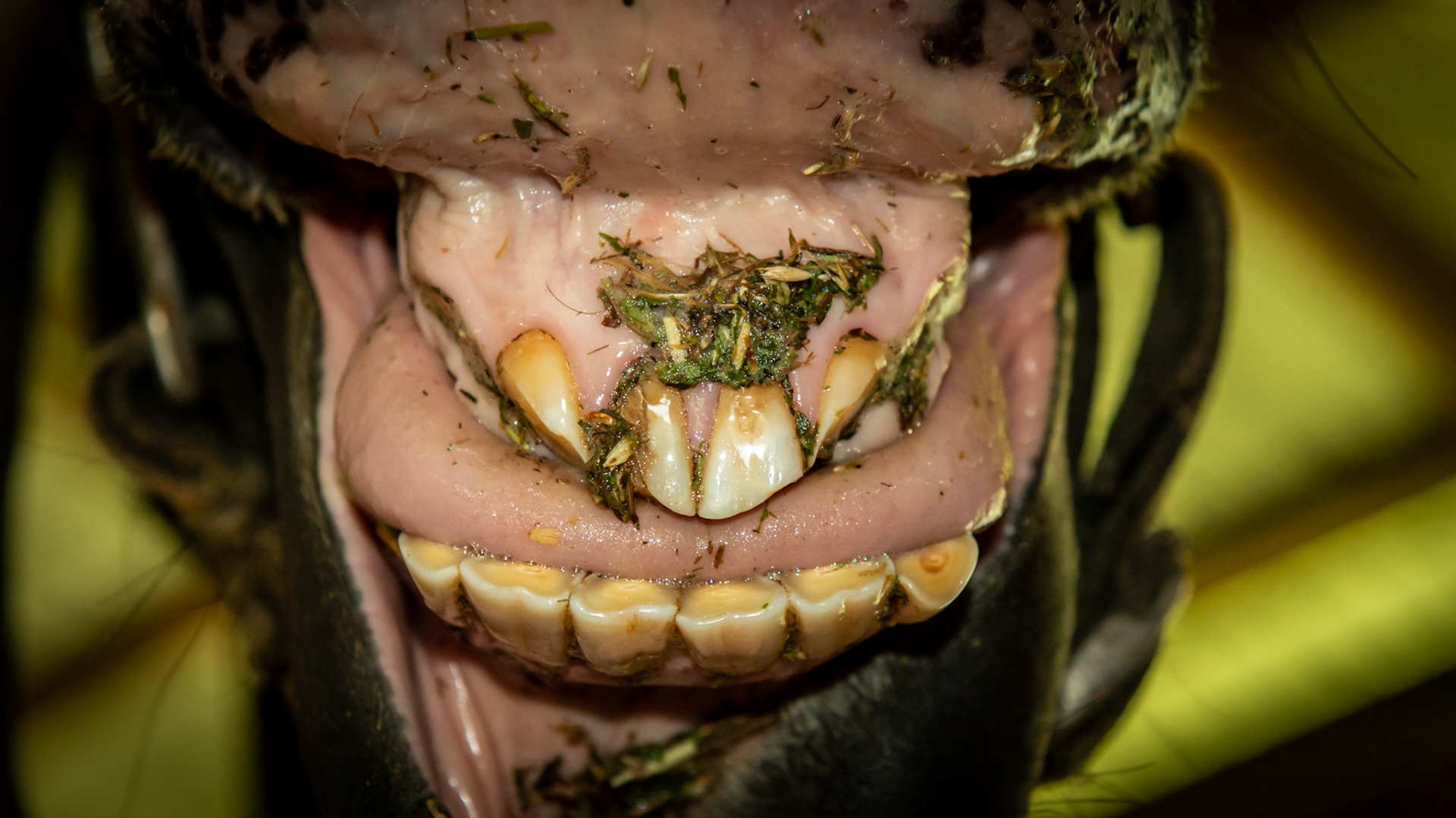 An old horse with unusual wearing of the upper incisors. The horse does not exhibit any oral vices, however, the movement of his tongue was rapid like a snake, curling upwards, and alternated from one side to the other suggesting this was caused by unusual tongue movement. Also notice that there is no mirror image of the lower incisors over erupting into the lost upper corner incisors. This illustrates that the tongue is the primary shaper of the soft enamel of the incisors.