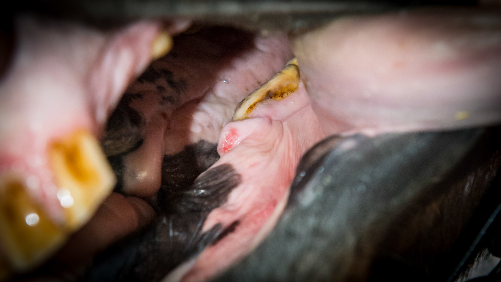 An unusual firm fat pad in front of 406 as well as flabby cheeks.  This horse had little feeling here and was reasonable to float in this area. The red area was where he was accidentally floated, but he showed no reaction to it.