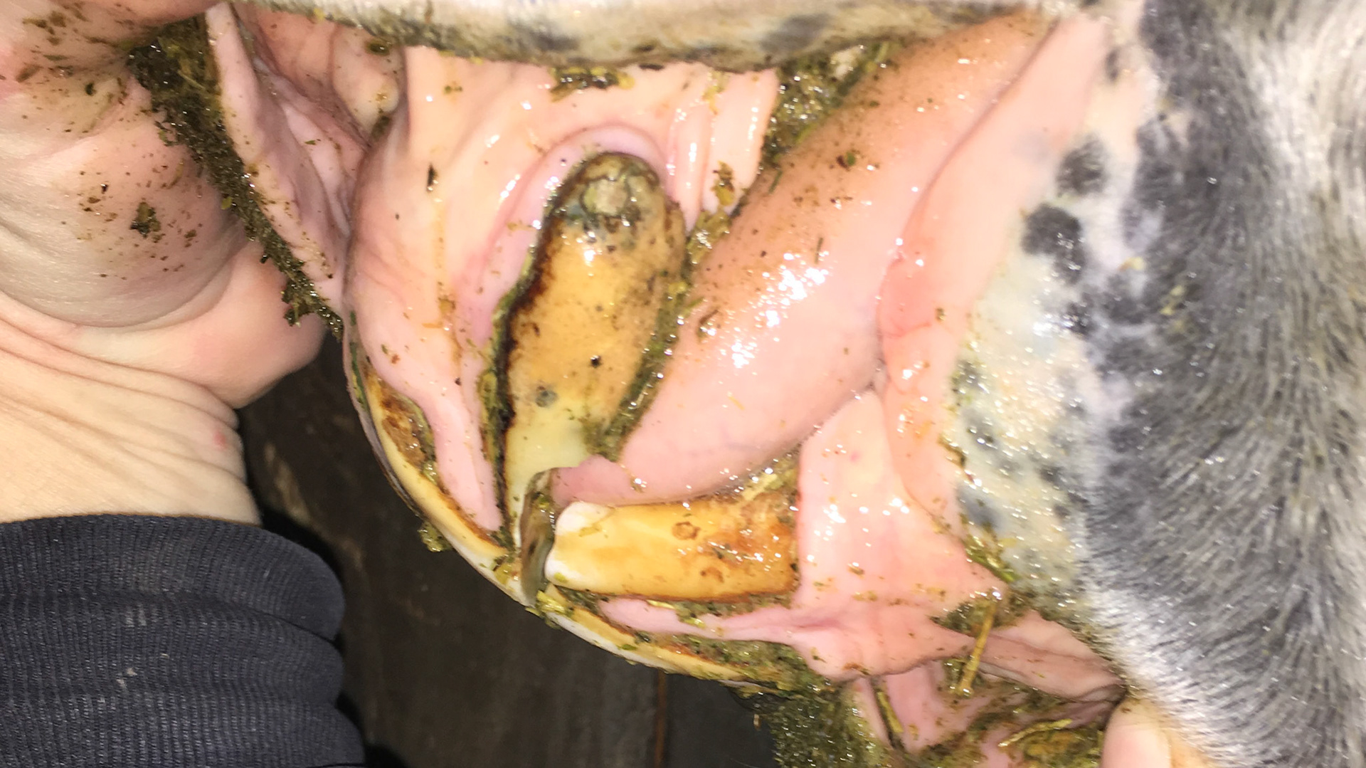 EOTRH horse 23 - Receding gums, bulbous profile and inability to thoroughly clean the teeth.