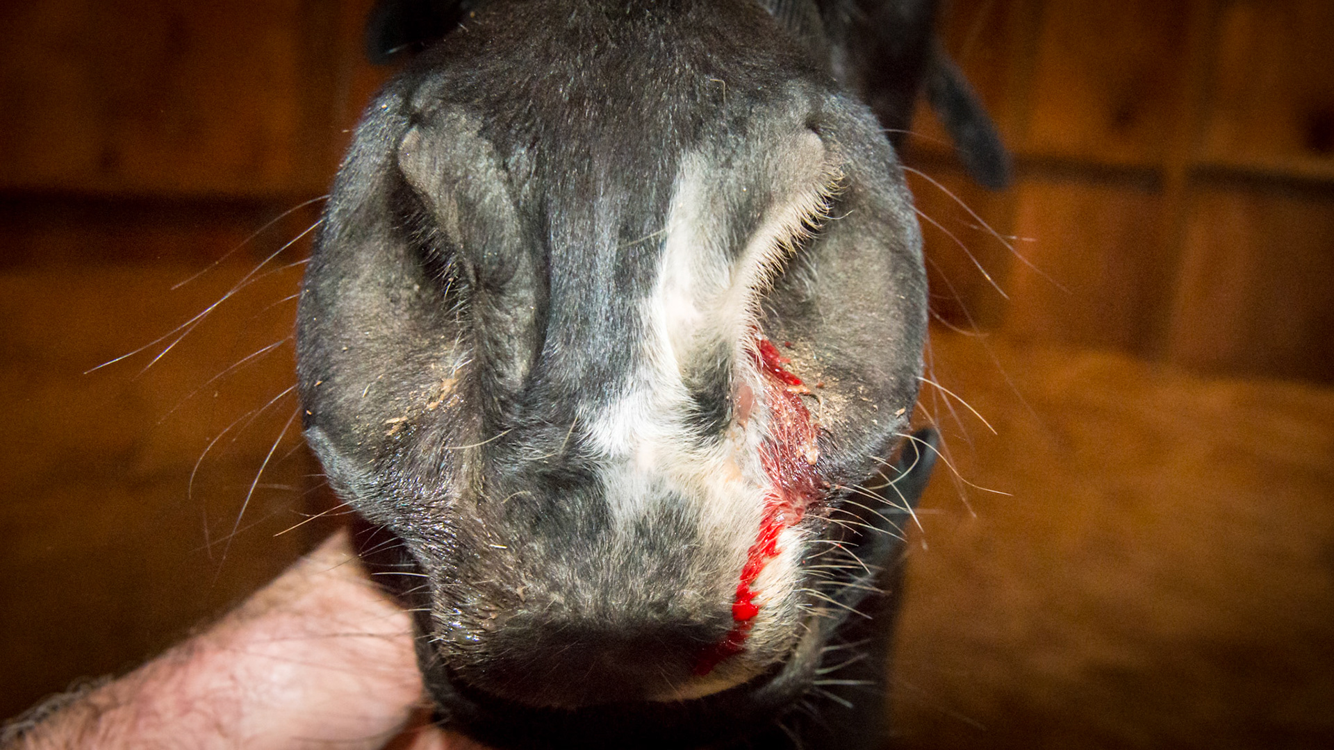 Exercise induced unilateral epistaxis. This mare was brought in from the field after galloping for 15 minutes escaping being caught.  This was probably from a burst nasal vessel and not from the lungs because it is unilateral.