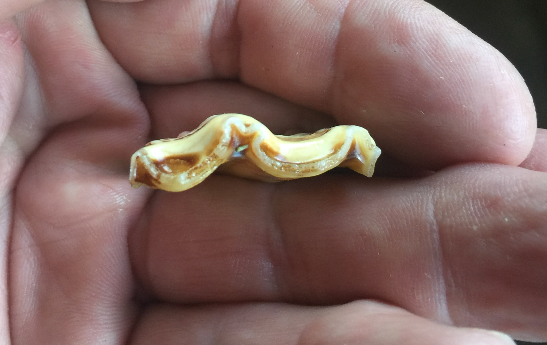 A thin cheek tooth fracture piece.