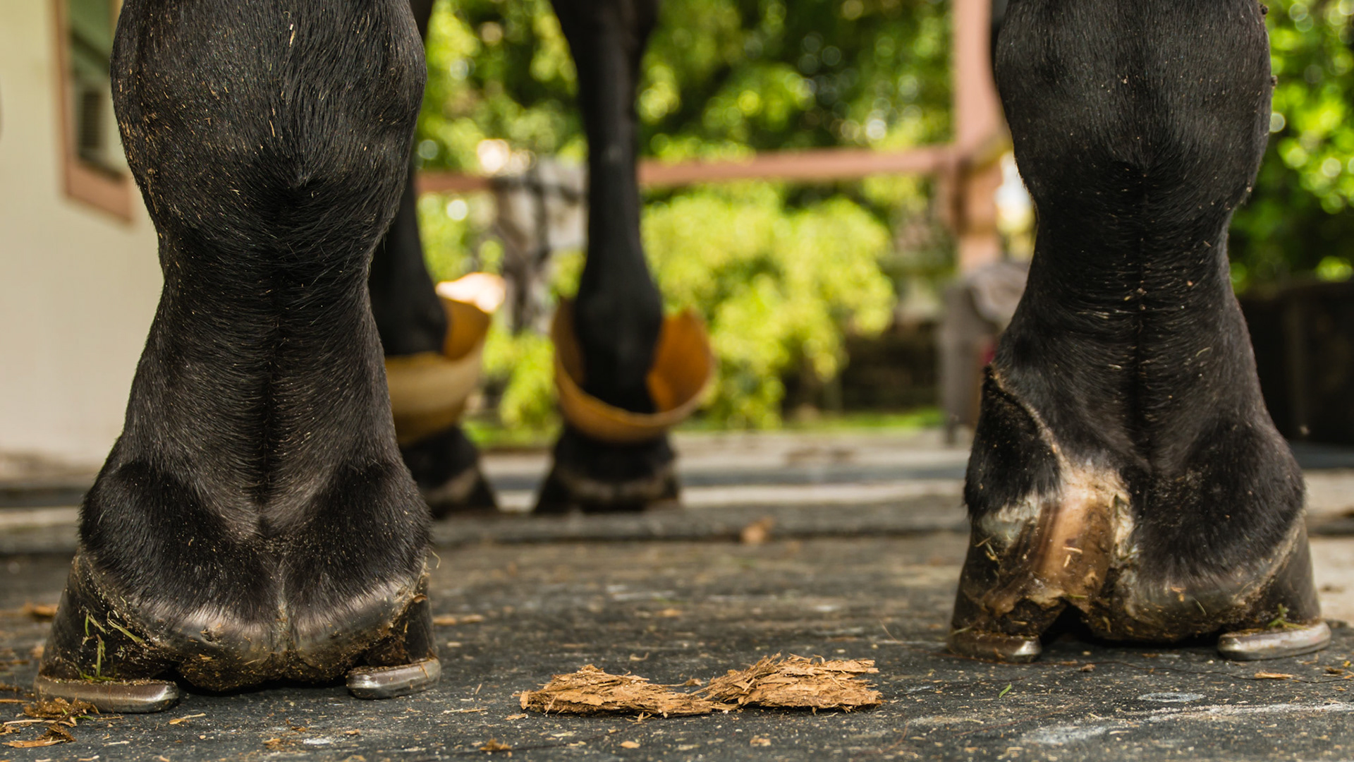 This horse was rescued 1 yr ago with a RH medial heel injury avulsing the hoof wall and cutting into the soft tissue of the pastern. The sheared heel is mechanical caused by the scar tissue. The horse walks with a mechanical lameness meaning the limp is not from pain.