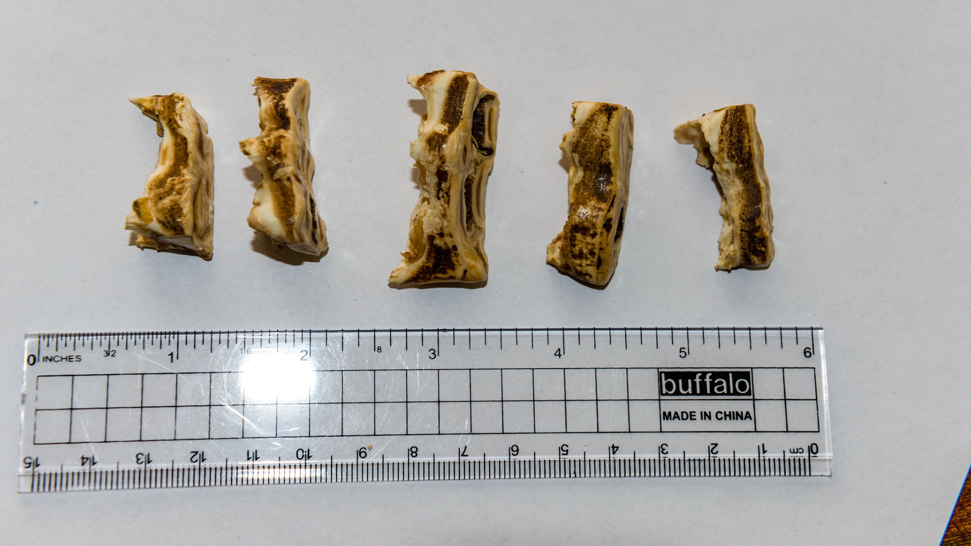 Examples of first cheek teeth caps. Notice how sharp the rostral edge is - Like the bow of the cruise ship Titanic