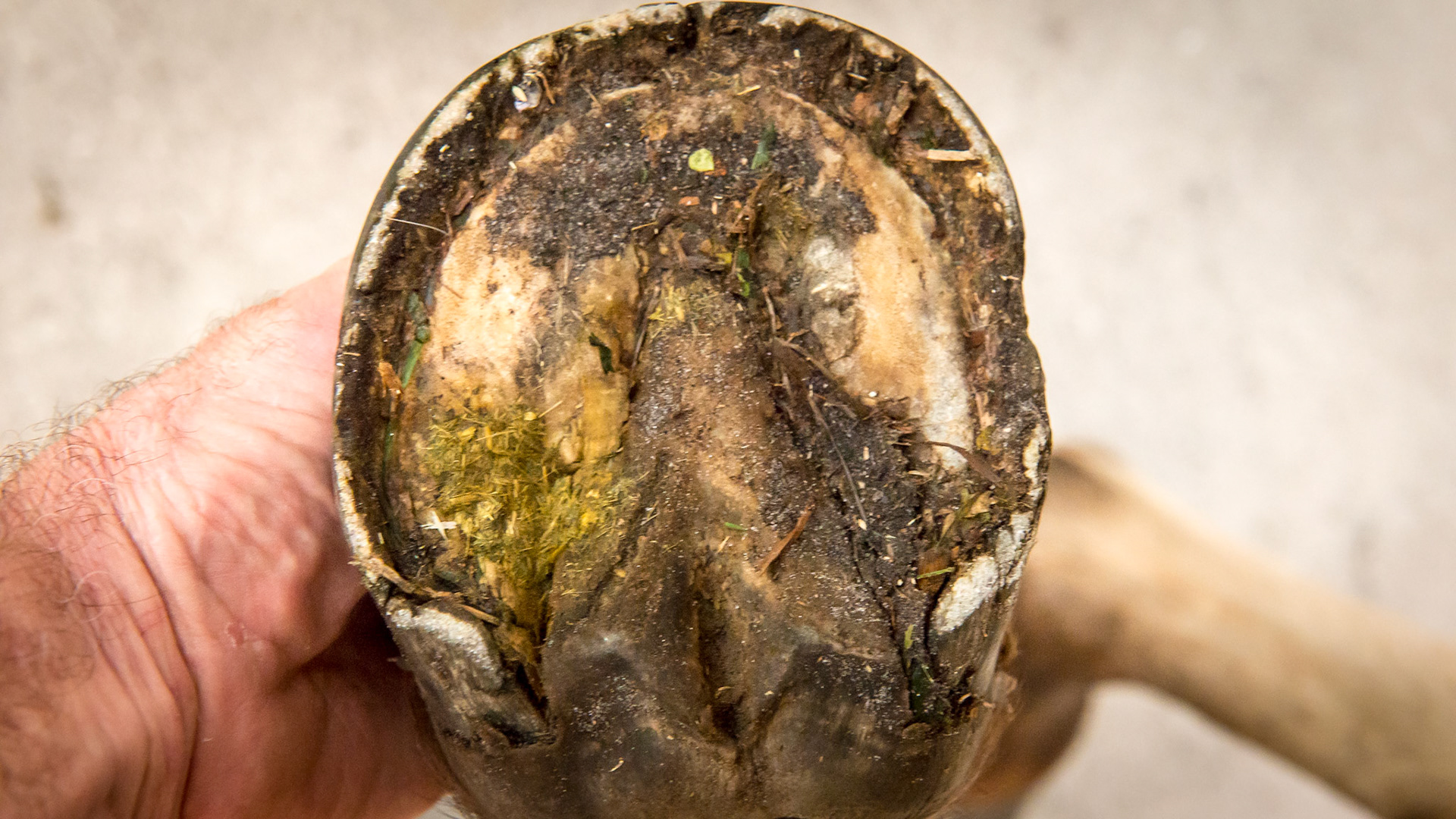 Horse B - the RF clearly showing the more worn and broken wall of the inside of this hoof.  Dividing the hoof with a line through the frog from the toe to the heel, the medial side (on the right) is more narrow than lateral side. The frog does not look shrunken and the heels are not contracted but the medial sulcus is more narrow than the lateral and therefore is more prone to packing and not clearing the material.