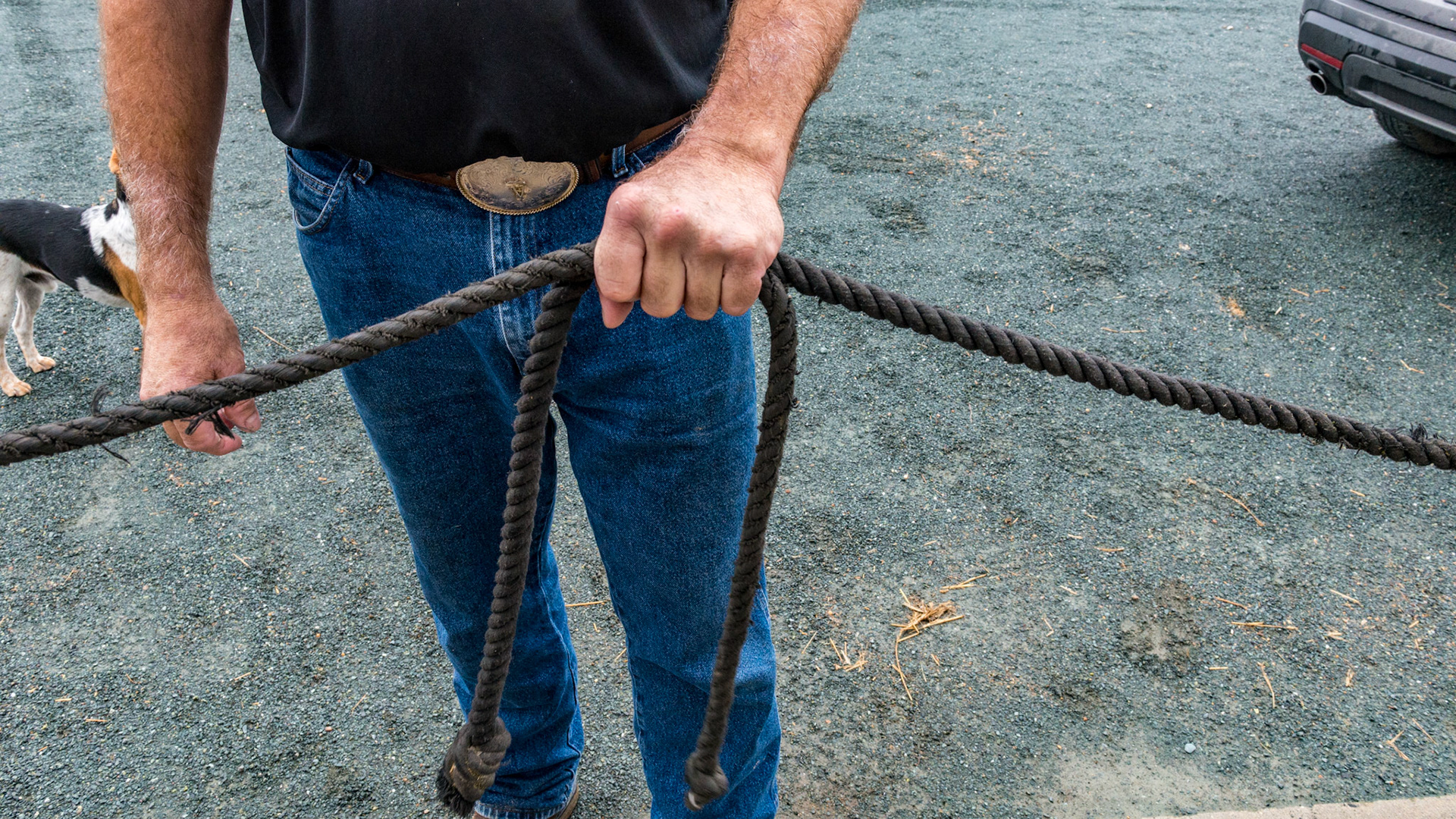 The one hand grip of two leads attached to two horses