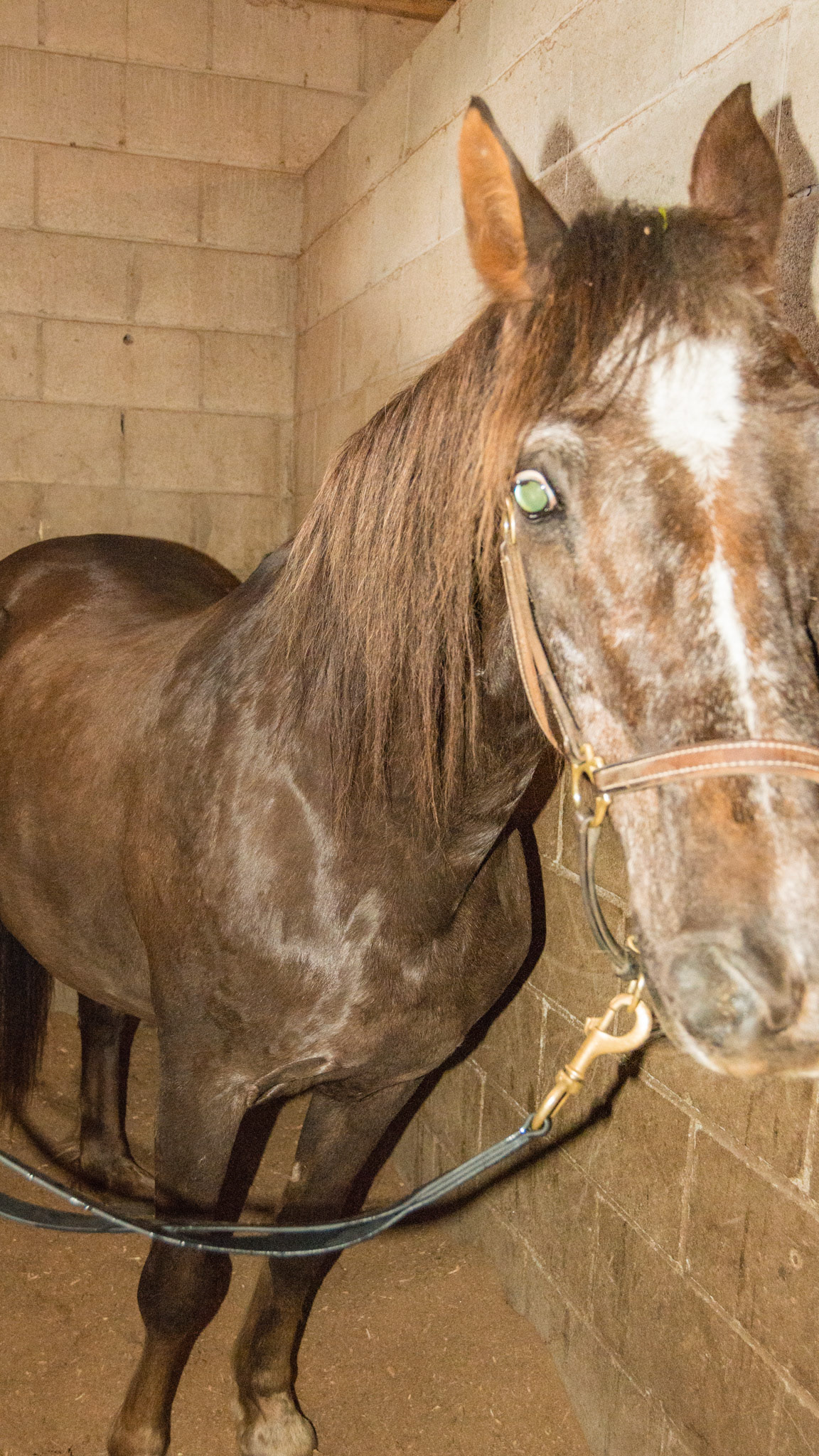 Blind in right eye. BCS of 6 after winter with half of the teeth worn to the gum and quidding hay and some grass. Galaxy 31yr 5/16/1982 G QH bay Isabel Blanco.  Horse B - BCS 6 - Moderately Fleshy ~ A slight trough above the backbone but not the tail head.  Fat can easily be felt over the ribs and tail head and fat deposits can be seen along the withers, neck, and shoulders.