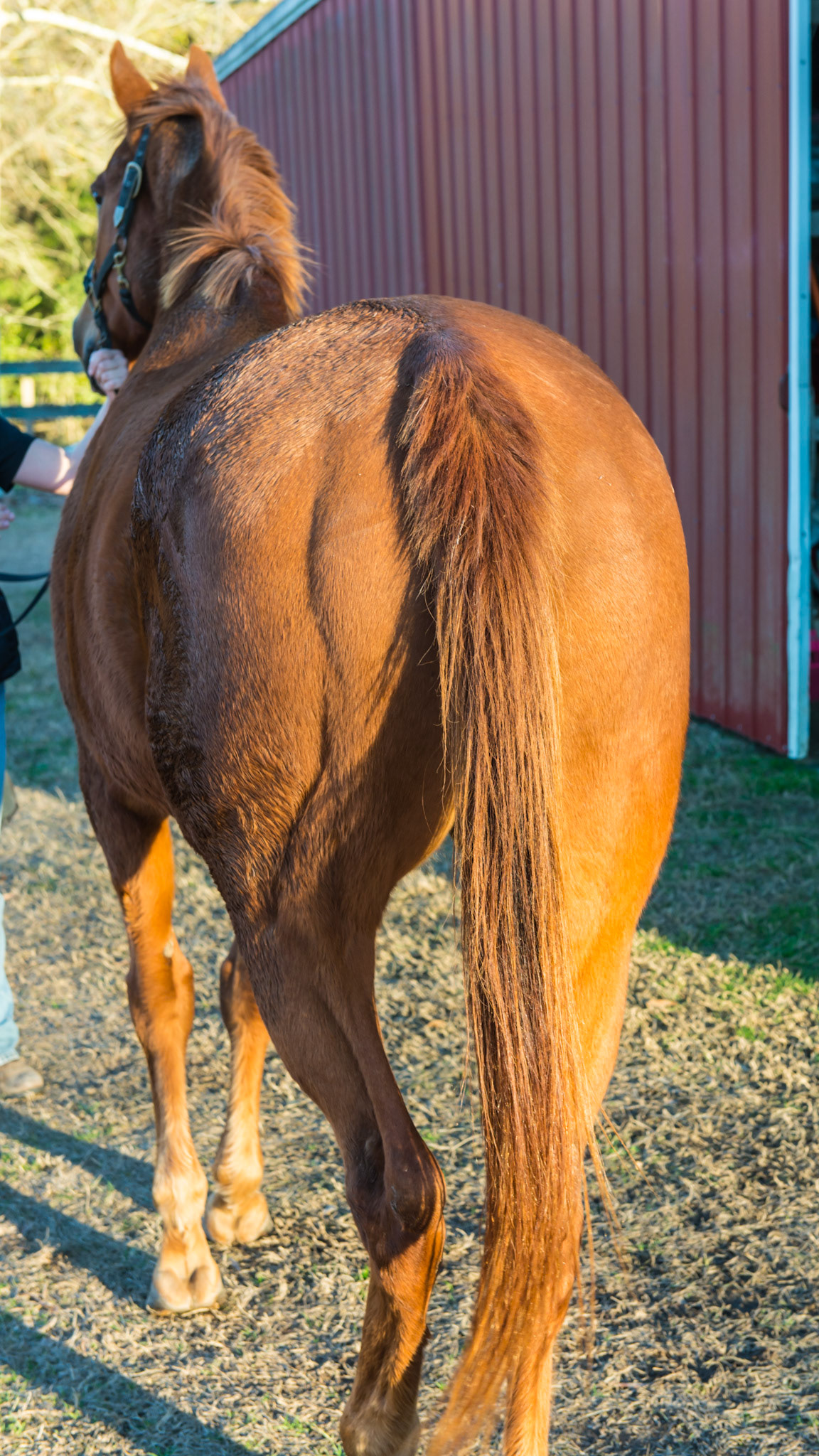 ETORH horse 5 - 1 year after extractions - BCS is a 6. Gums are very healthy. Remaining 403 is solid and non-painful.