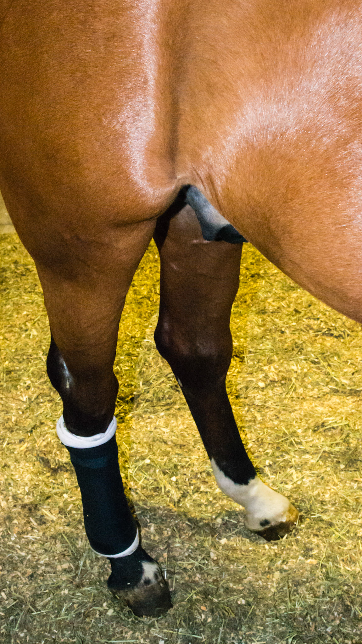 Ruptured Peroneus Tertius of the left hind limb.  Note the almost straight line from the cannon through the stifle caused by the tendon keeping the leg bent in this area being ruptured and no longer functional. This is not a glaring case but it was significant enough to retire this horse from it’s sport and then caused his euthanasia.