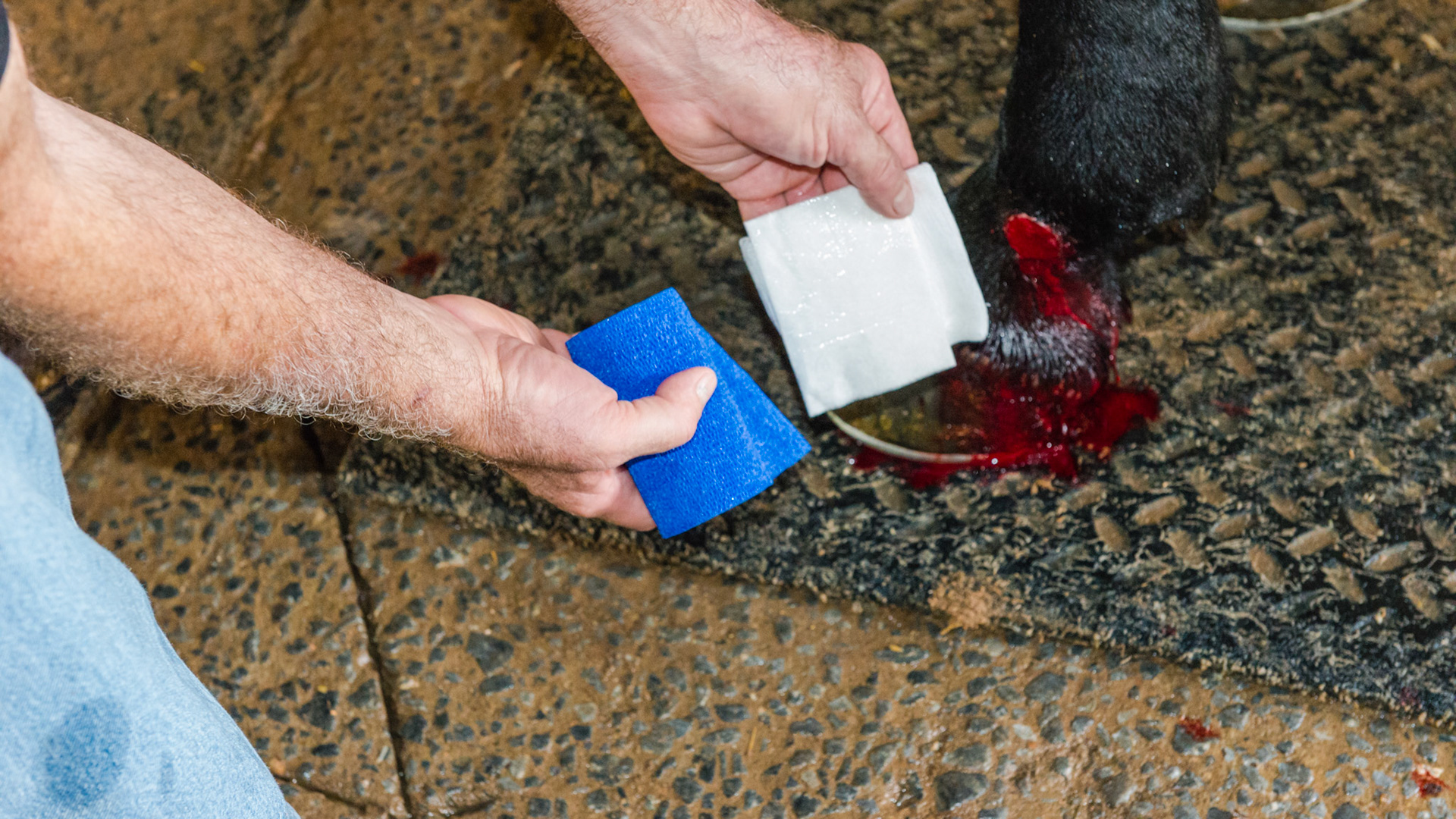 The sequence of wrapping the proud flesh wound: The non-stick pad should be sprayed with powdered antibiotics or with nothing as in this picture, but ointments should NEVER be used.