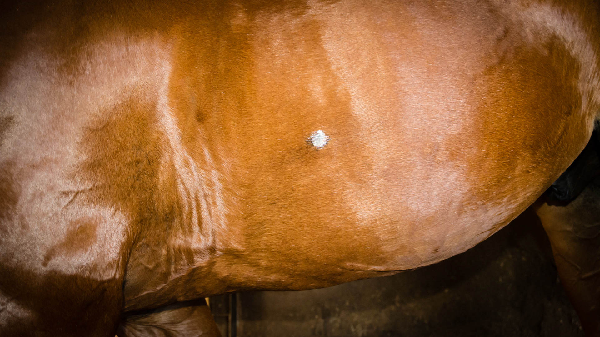Spur sores on both sides of the same horse (covered in an ointment)