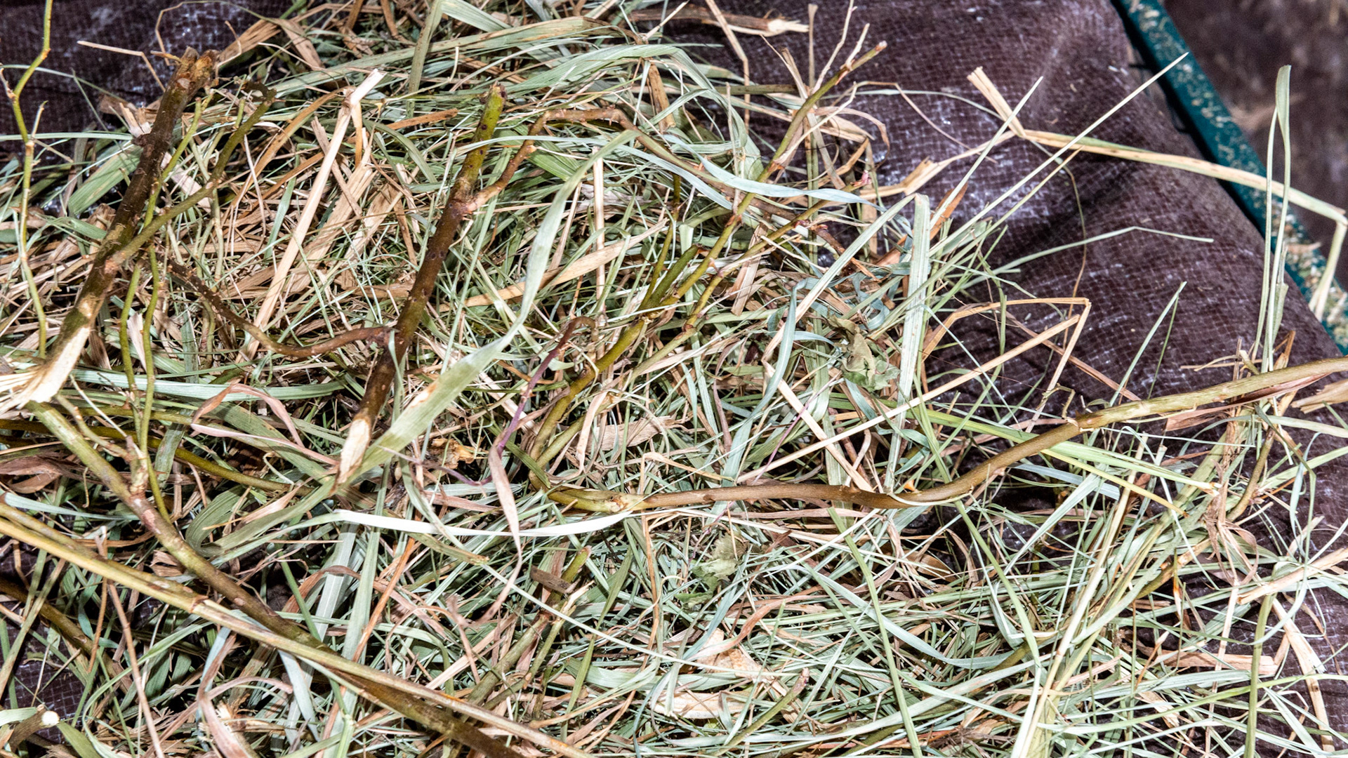 Thorns in the hay creating a sore under the upper lip on the left side of the muzzle.  Skin sweating and general discomfort with a lip injury from thorns in the hay.