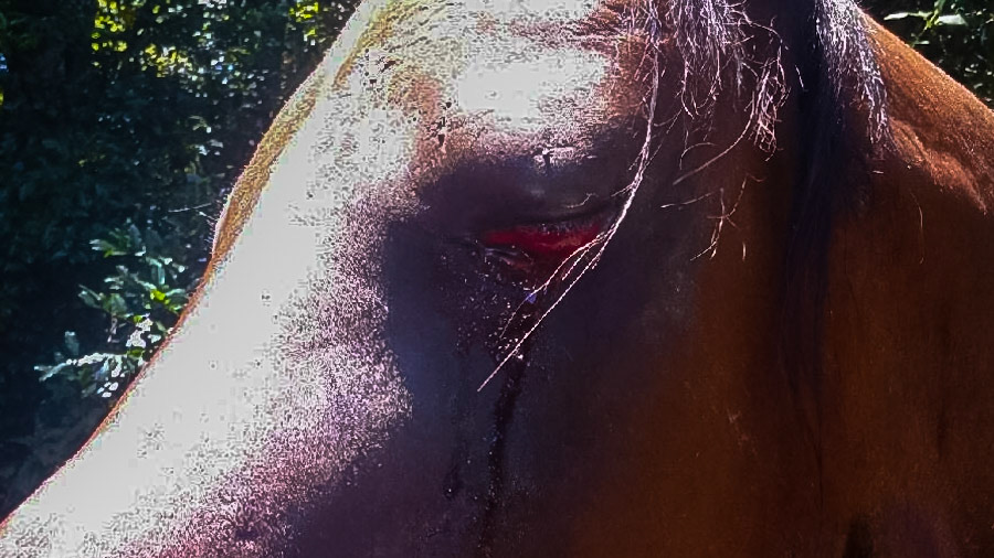 Trauma to the left orbit but the eyeball beneath usually is spared as the retractor bulbi muscle draws the orbit backwards into the skull for protection. Further, the retraction of the eyeball also causes the passive movement of the 3rd eyelid to draw across offering another layer of protection.