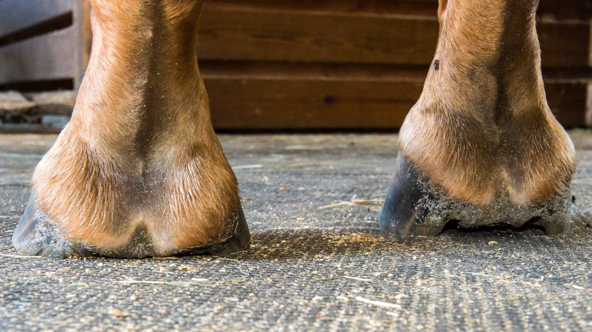 Horse A - has asymmetric hooves with multiple issues although not seen in every image.  The heel of the LF appears more normal but remember that on the lateral view there is a severe underslung condition with crushed tubules.  The RF has a better looking heel but the frog is not touching the ground.  While there is more wall support in the heels this might be an indicator that the horse has heel pain and is avoiding heel pressure which will lead to contracted heels in the future.