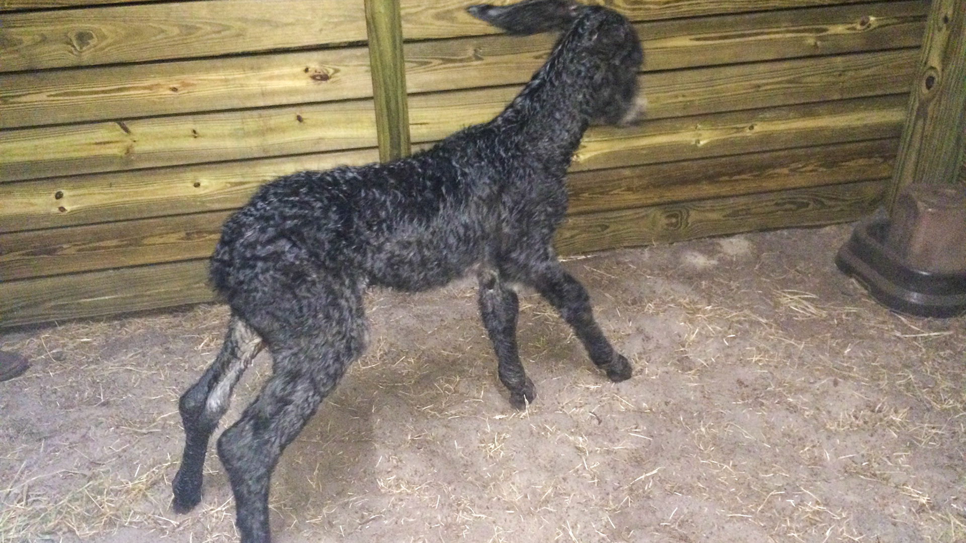 24/29 - Donkey birth - Not the feet in 18 minutes!