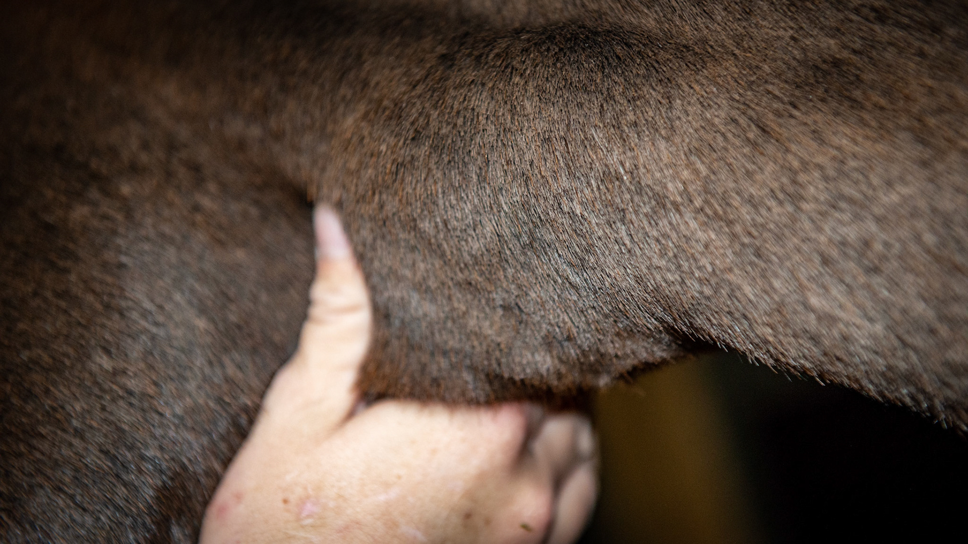 Enlarged left lobe of the thyroid gland in a 25 year old warmblood.  The horse shows no other signs of a thyroid condition and is not in any iodine supplements.  The fingers can easily feel the thyroid gland.  It moves freely and without pain under the skin.