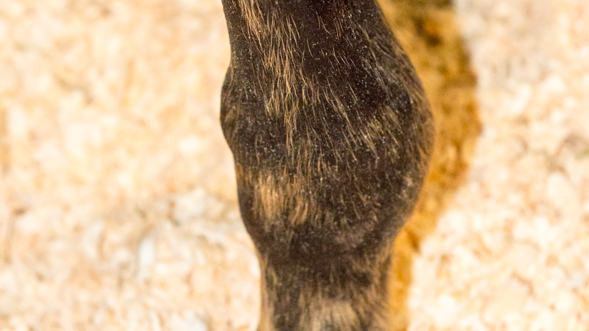 Distal physis of the front metacarpal (cannon)  indicating rapid growth - epiphysitis