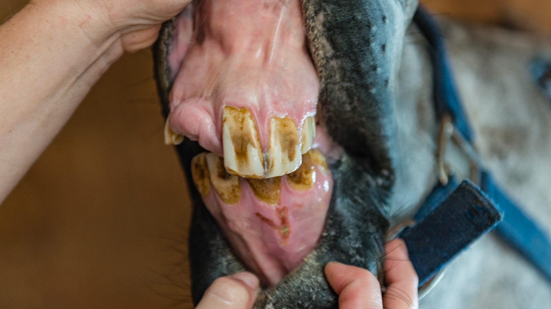 Horse A - 1 YEAR LATER - (4 yr old TB G with trauma causing the loss of 101 and 102 plus deforming the lower incisors with a retained 81)