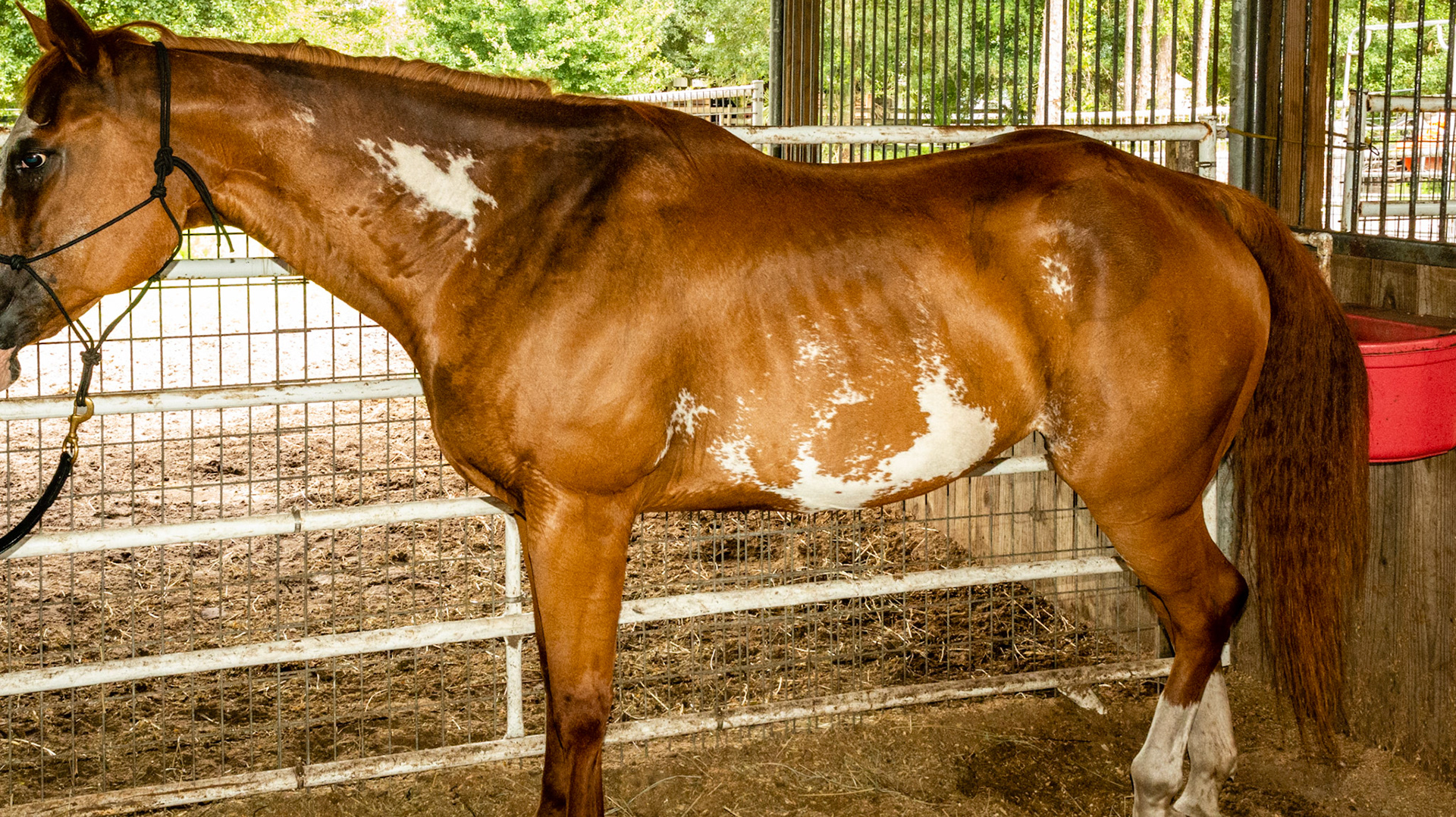 Horse D - BCS 4 - Moderately Thin - Spine ridge and rib outline are visible. The tail head may be visible.