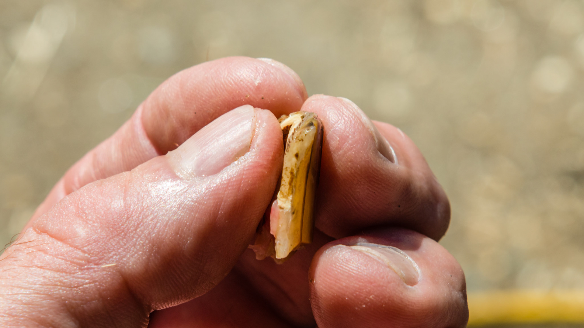 #208 buccal sagittal fracture seen removen in video 140908_extract fractured piece. The caudal edge.