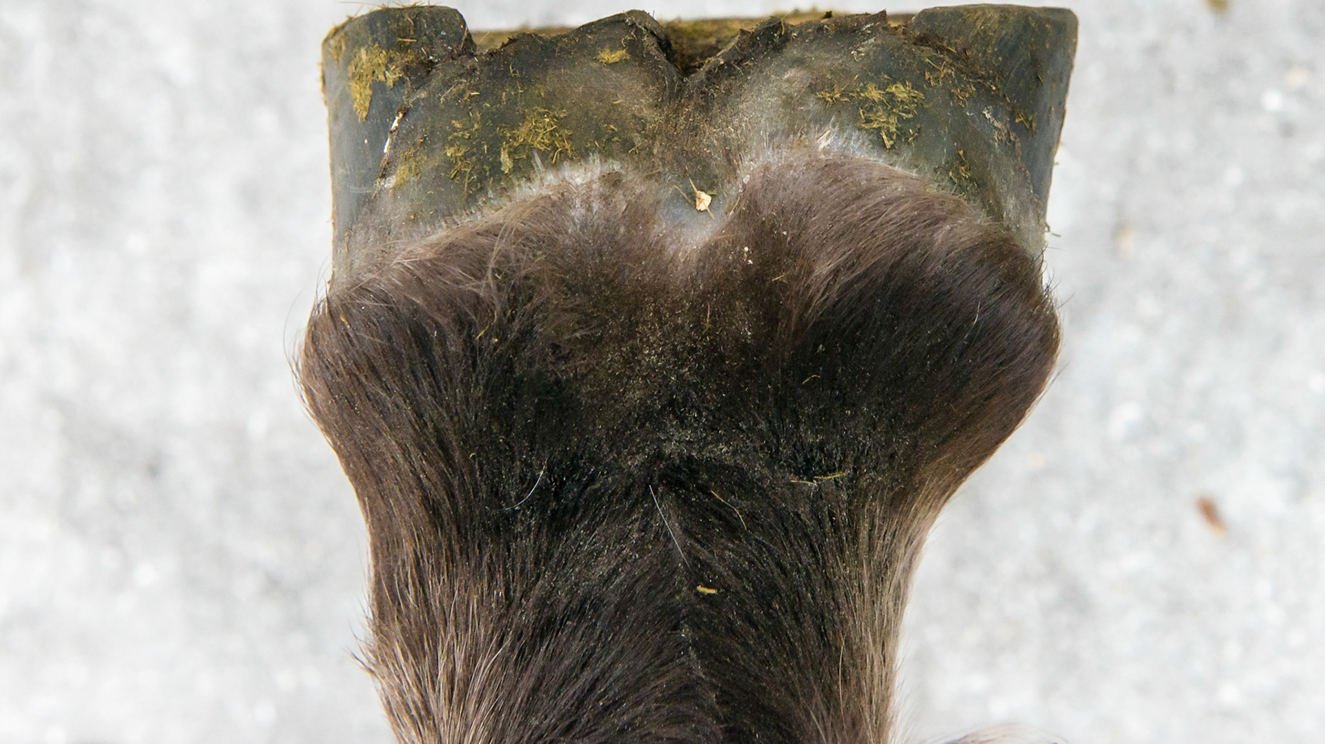 Horse J - the day after trimming (2 days after the 1st images). The medial heel (left side) is taller while the lateral heel and quarter are splayed out.  From this image it is clear the horizontal component of the vector analysis is forcing the hoof to move laterally (to the right in this image).  There is a video of the movement of these limbs. 5 years later: the hooves have been supplemented with protein and trimmed correctly and the hooves are normal (images to follow).