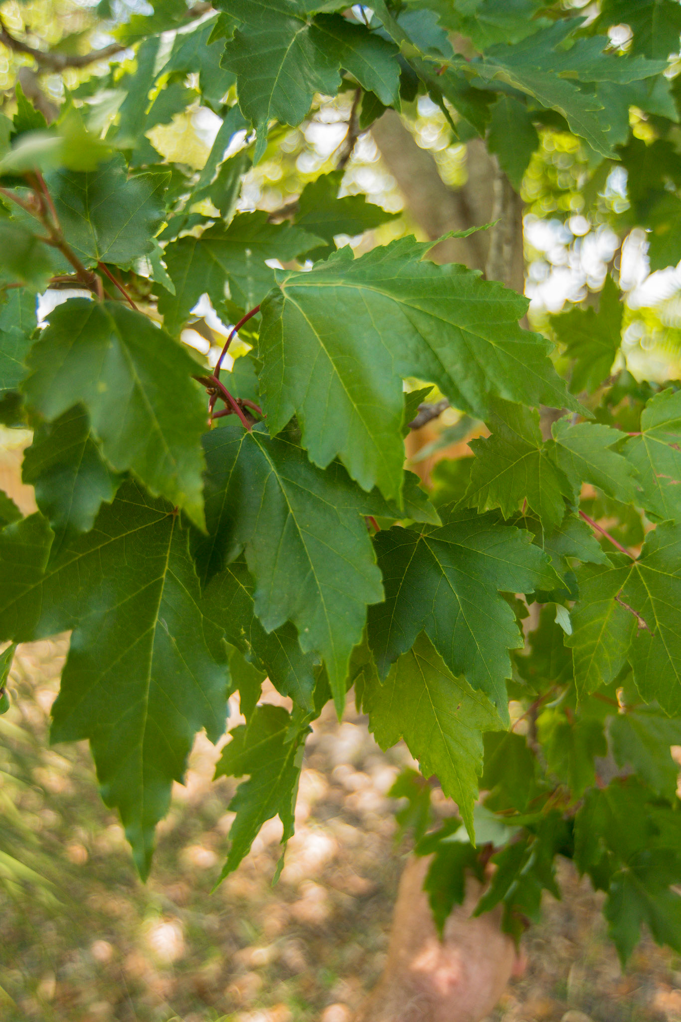 Red maple tree and leaves in south Florida. Month is May