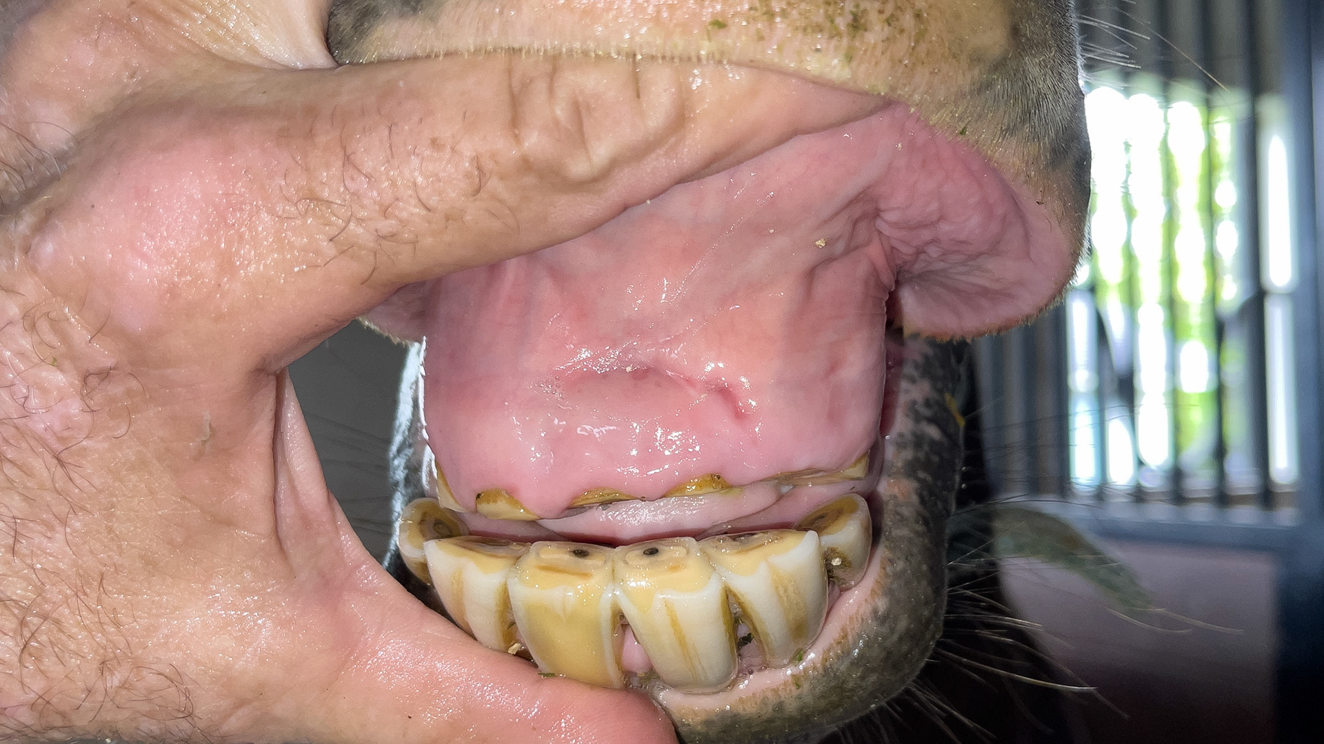 Upper incisors worn to the gum from cribbing.