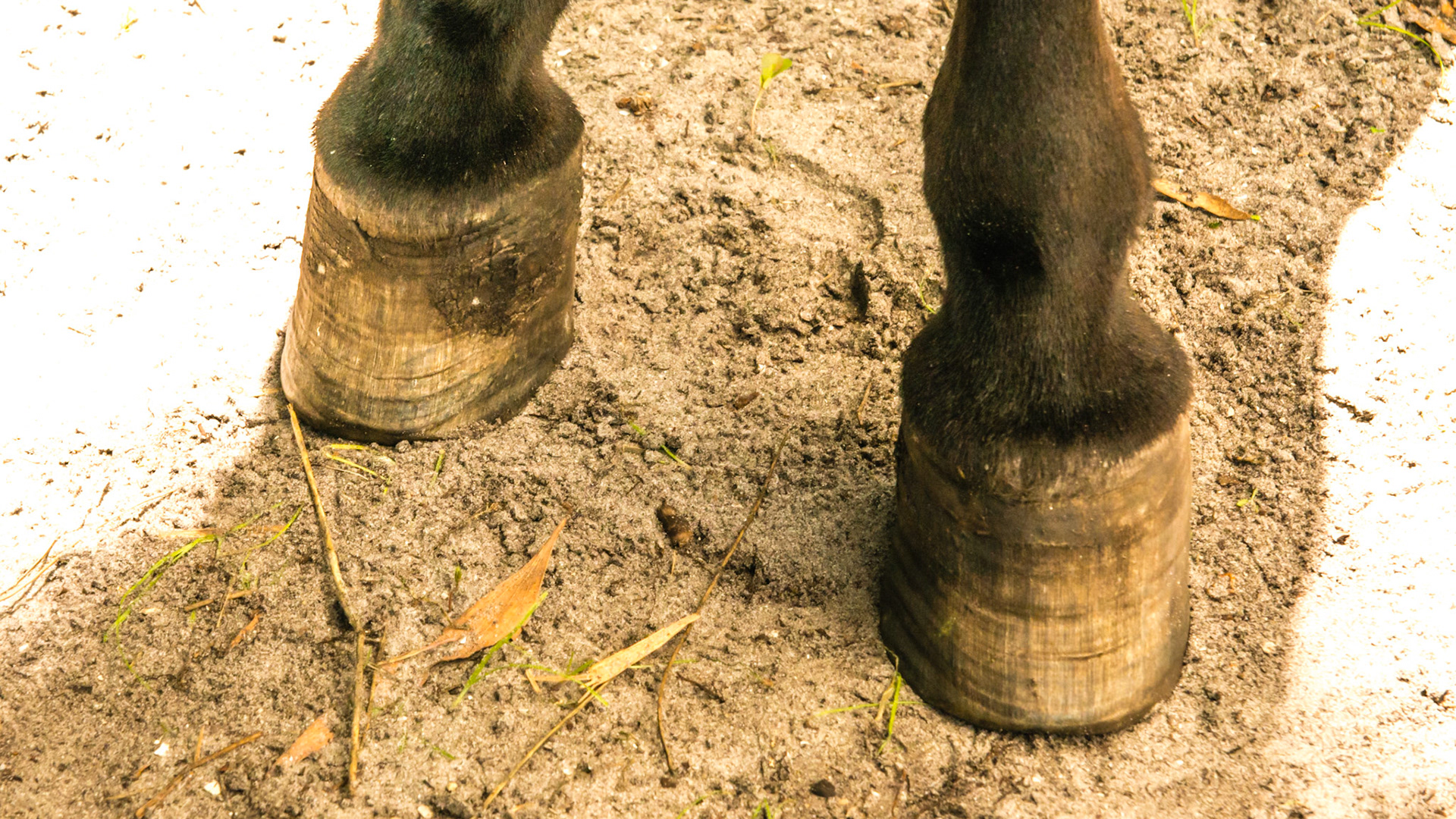 Mini w/ chronic laminitis that started 8 yrs ago - no signs of hoof pain today BSC = 5