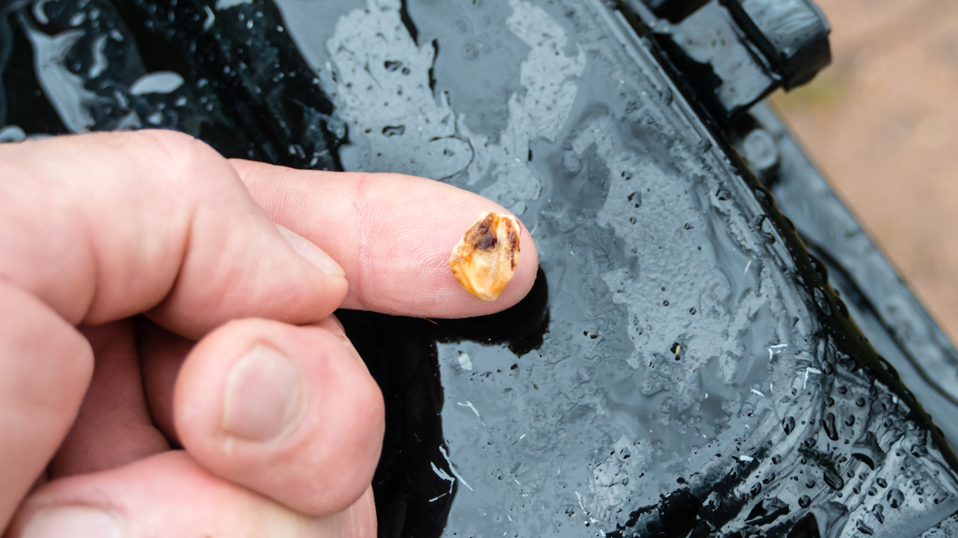 Cap remnant lingual 408 in an 18 year old. Painful and malodor.  Think of a popcorn kernel stuck between your tooth and gum that you can't remove with your tongue. That is what a cap remnant is like. Usually found in young horses, it is very unusual to find them in an 18 year old.