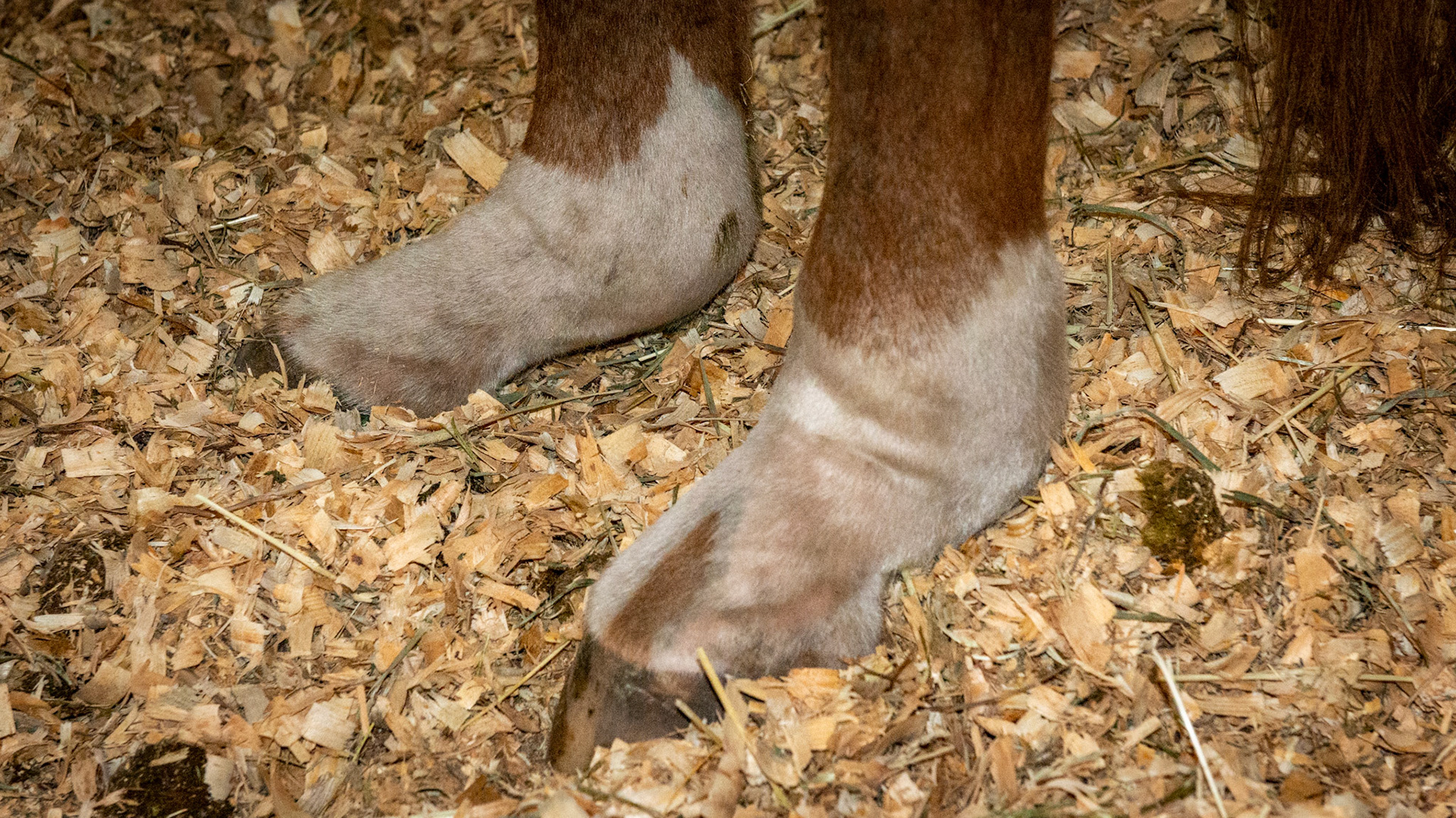 DSLD or degenerative suspensory ligament desmitis (dropped fetlocks). Bilateral in the hind limbs in a 24 yr old