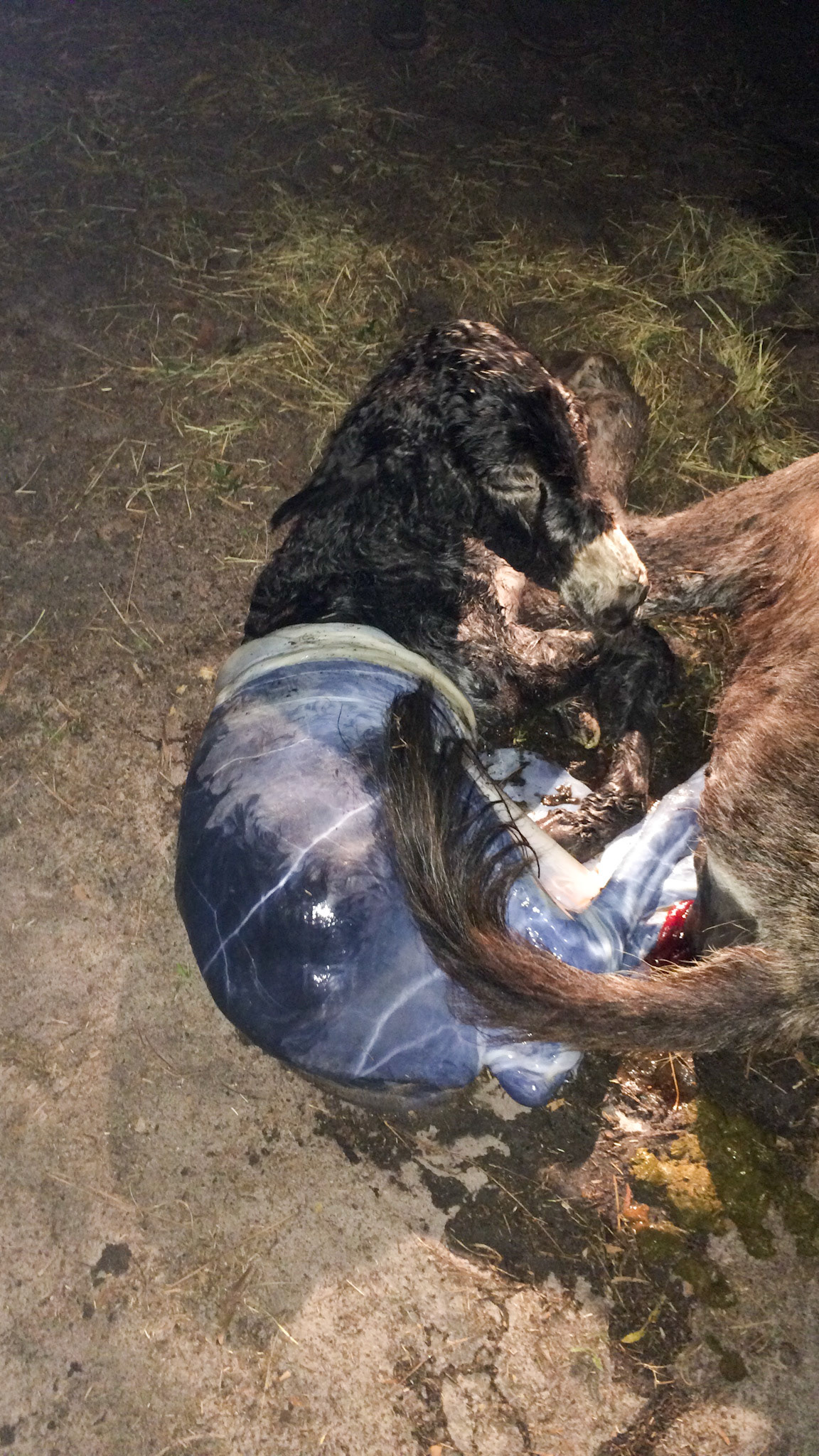 17/29 - Donkey birth - Resting.  The bright red structure at the vulva is the umbilical cord coming from the mare to the foal.  It is still attached to the foal.