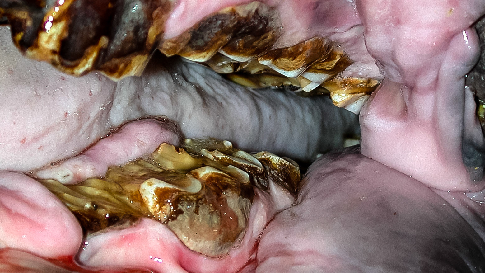 A rhinoceros I have worked on.