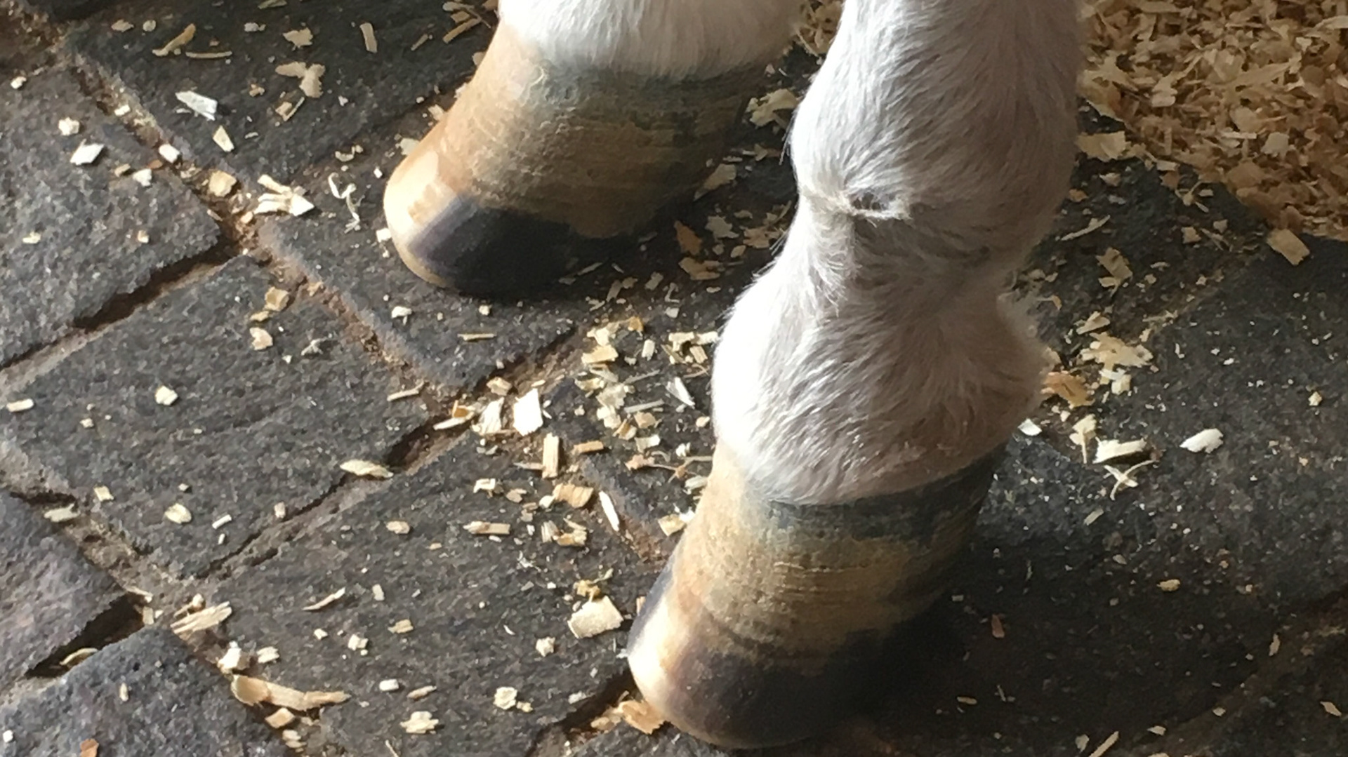 Chronic laminitis with excessive hoof growth to protect the painful coffin bone and laminae. Many leave this excess hoof if the horse is good with it.