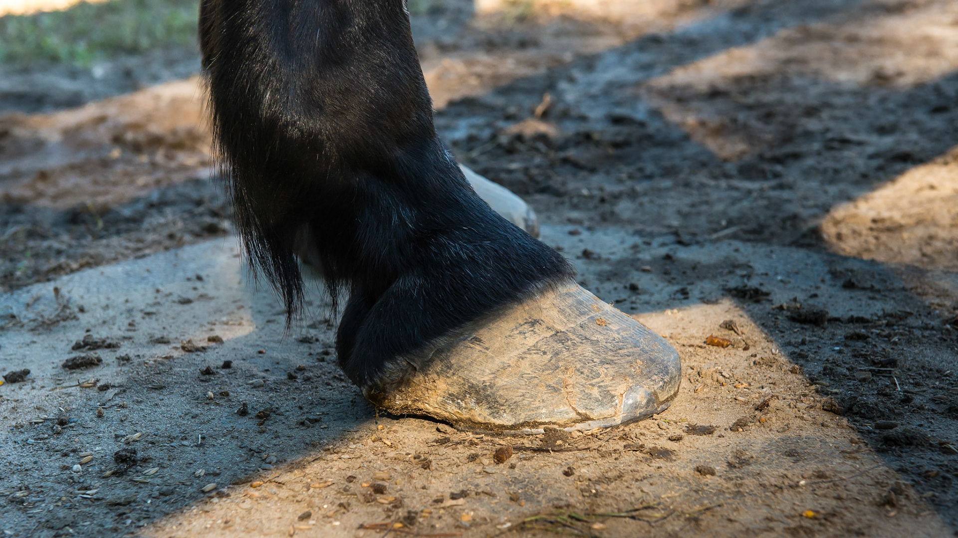 28 year old warmblood with platter like hooves. Note the long toe and low heel.  the heels are undershot with the wall touching the ground well in front of the bulbs of the heel.  He is not sound for work but does well in retirement.