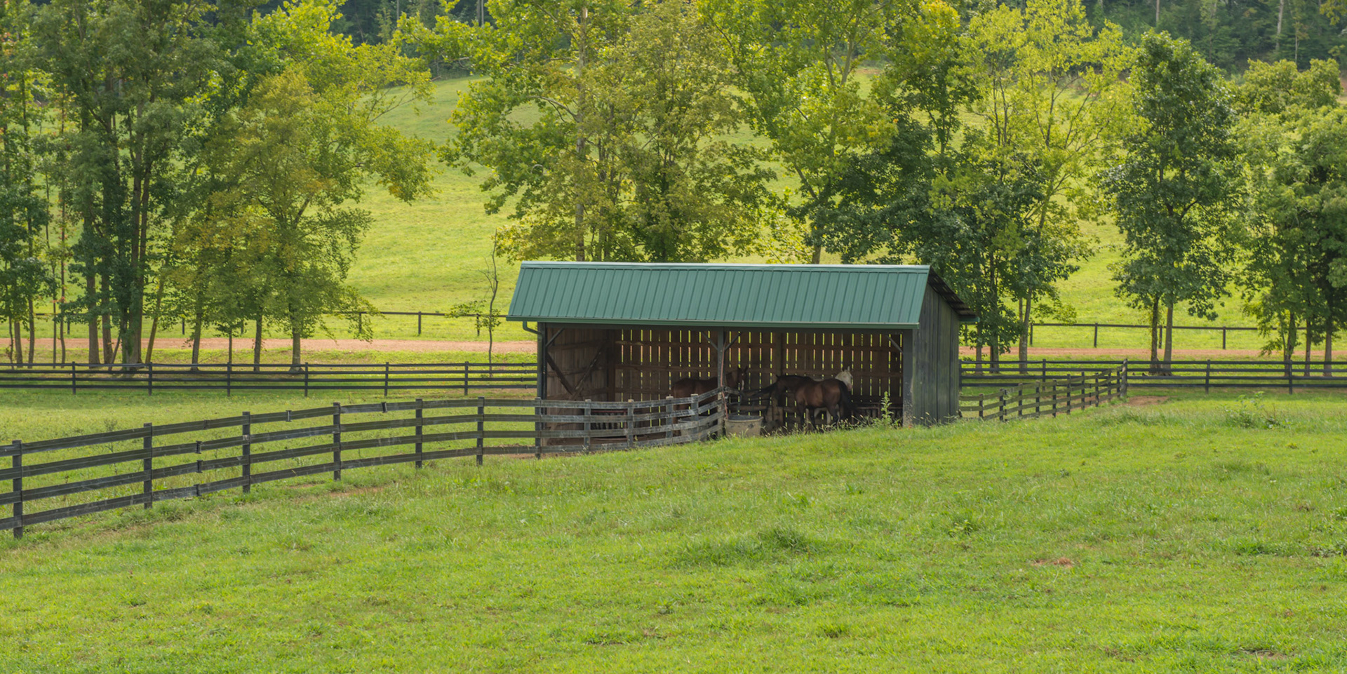 Turn out shed shared with 2 paddocks. Fence splits shen in half. walls are boards wirh air slats.
