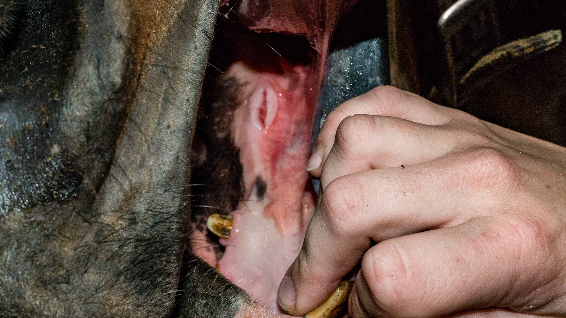 Cut bars on both sides. S5 teeth in a young warmblood stallion.