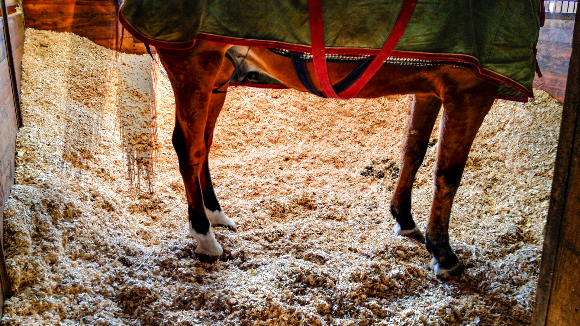 Banking the bedding against the sides of the stall is a bad idea because it leaves only a small area for the horse to lay down.  While this may prevent the horses from becoming cast (stuck against the wall) it also stresses the horse mentally and physically.  Add a casting rail if that is a problem.  Add bedding when needed and don’t stack it in advance by banking it in the stall.