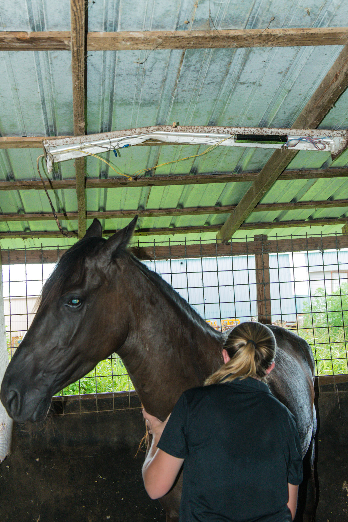 An unused lighting structure is located directly above the horse. It has obviously been damaged in the past by other rearing horses.