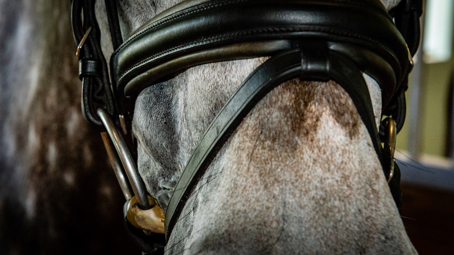 This horse has extra skin in the area near the right 06/07/08's. It was less evident on the left. When the bridle was placed, the cheek would puff out. There was nothing but air underneath the puffed out skin.